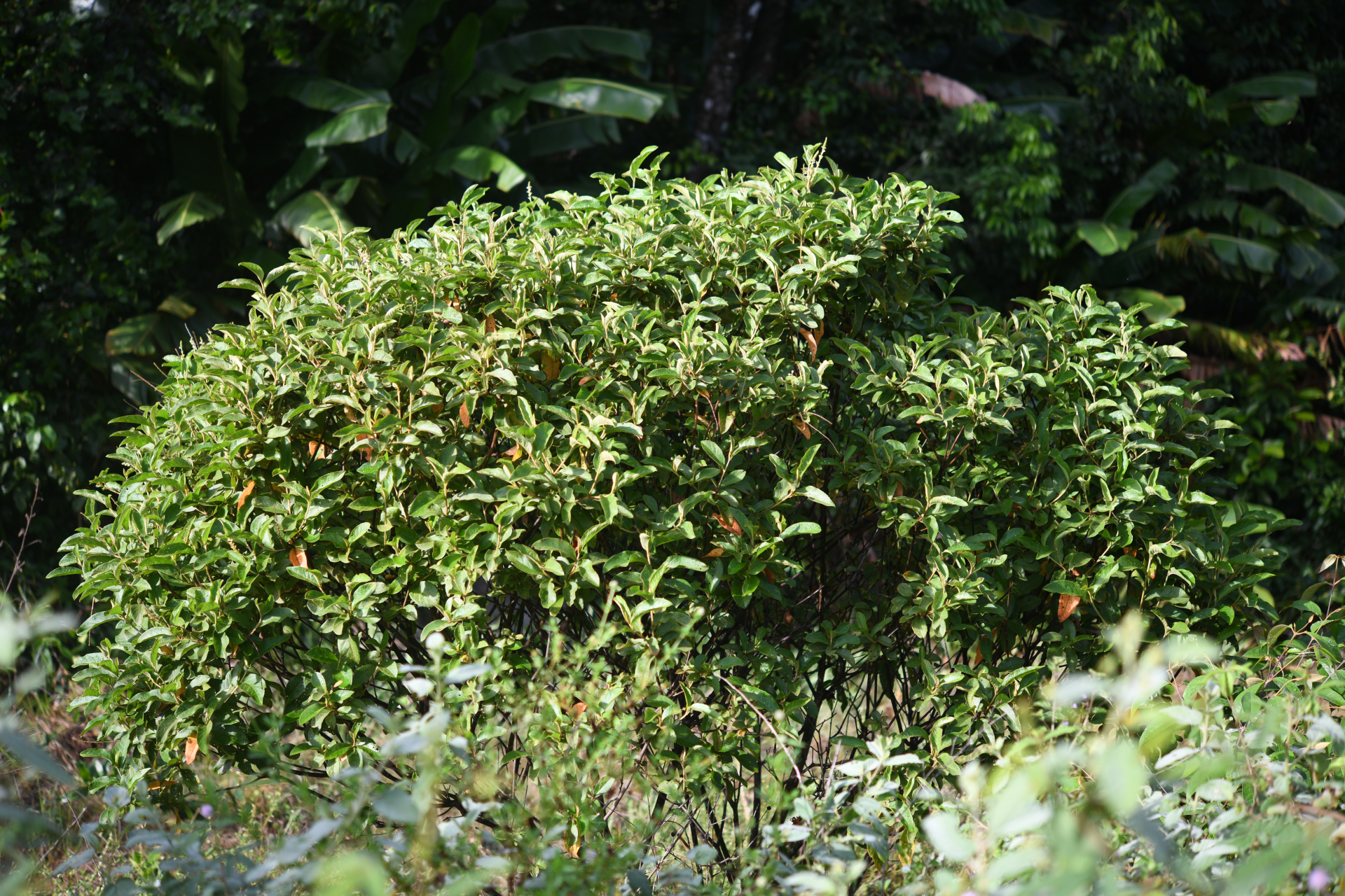 Croton hostmannii Miq. - Photo Bivouac Naturaliste