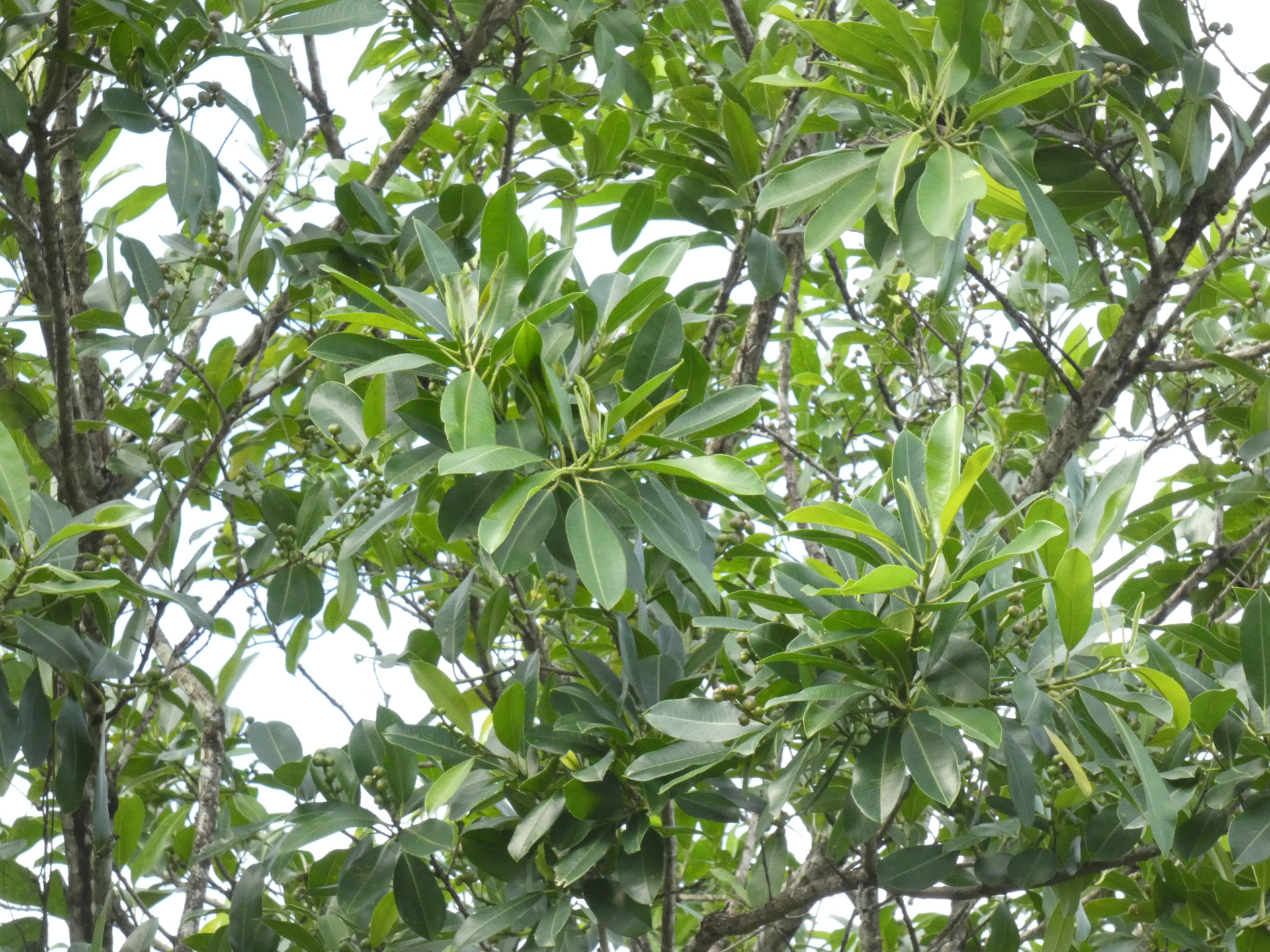 Sapium argutum (Müll.Arg.) Huber - Photo Bivouac Naturaliste