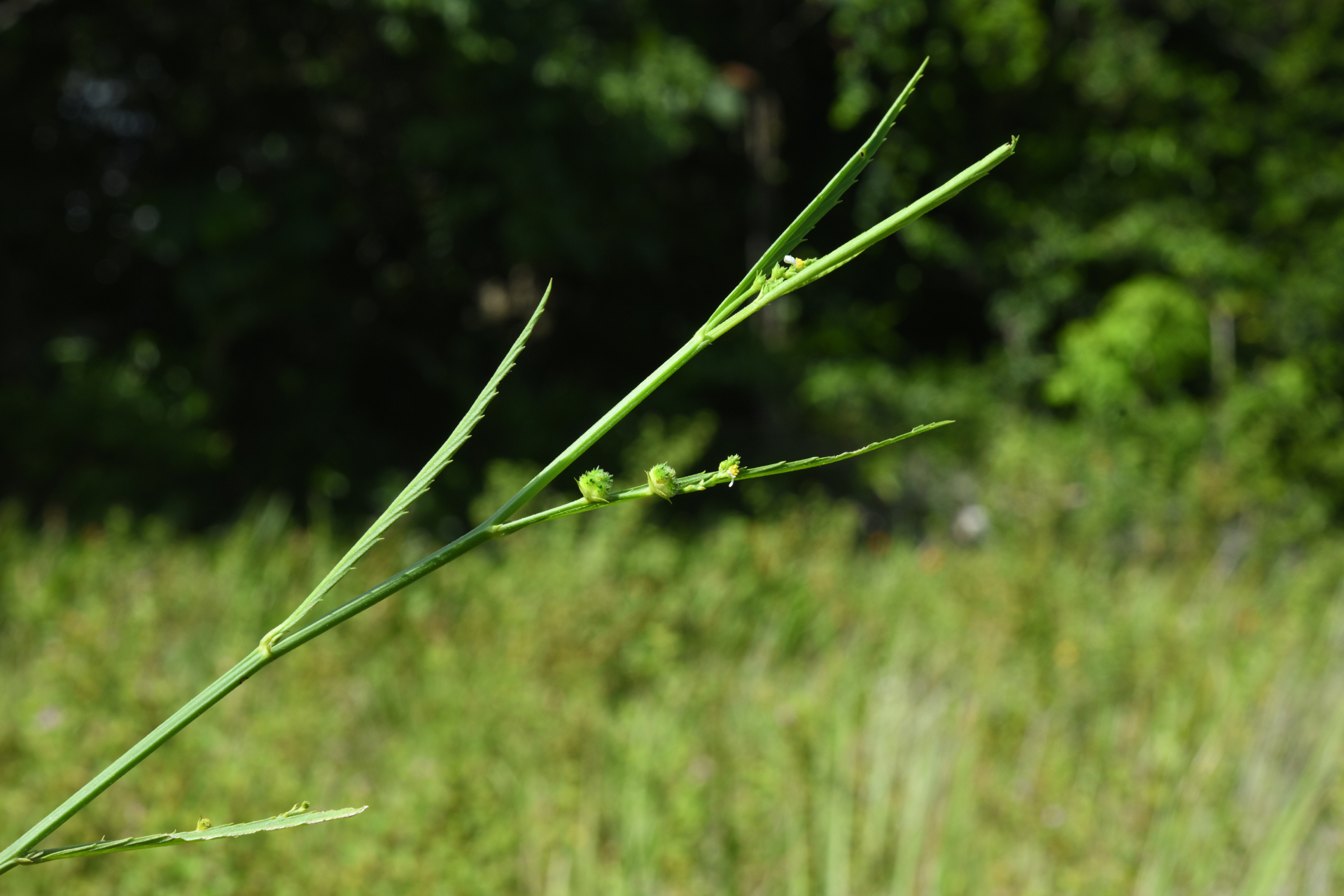 Caperonia stenophylla Müll.Arg. - Photo Bivouac Naturaliste