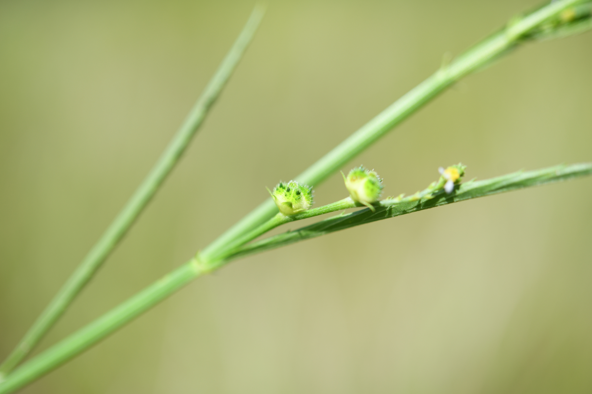 Caperonia stenophylla Müll.Arg. - Photo Bivouac Naturaliste