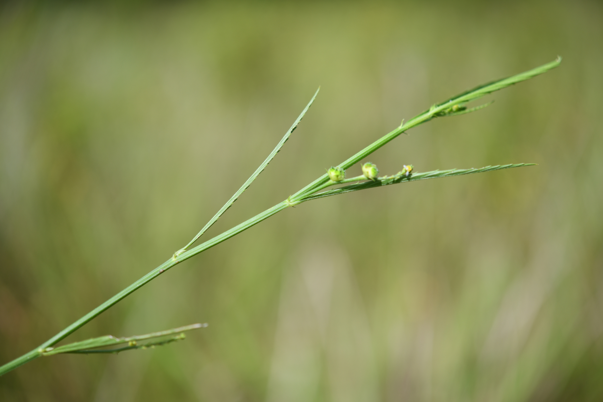 Caperonia stenophylla Müll.Arg. - Photo Bivouac Naturaliste
