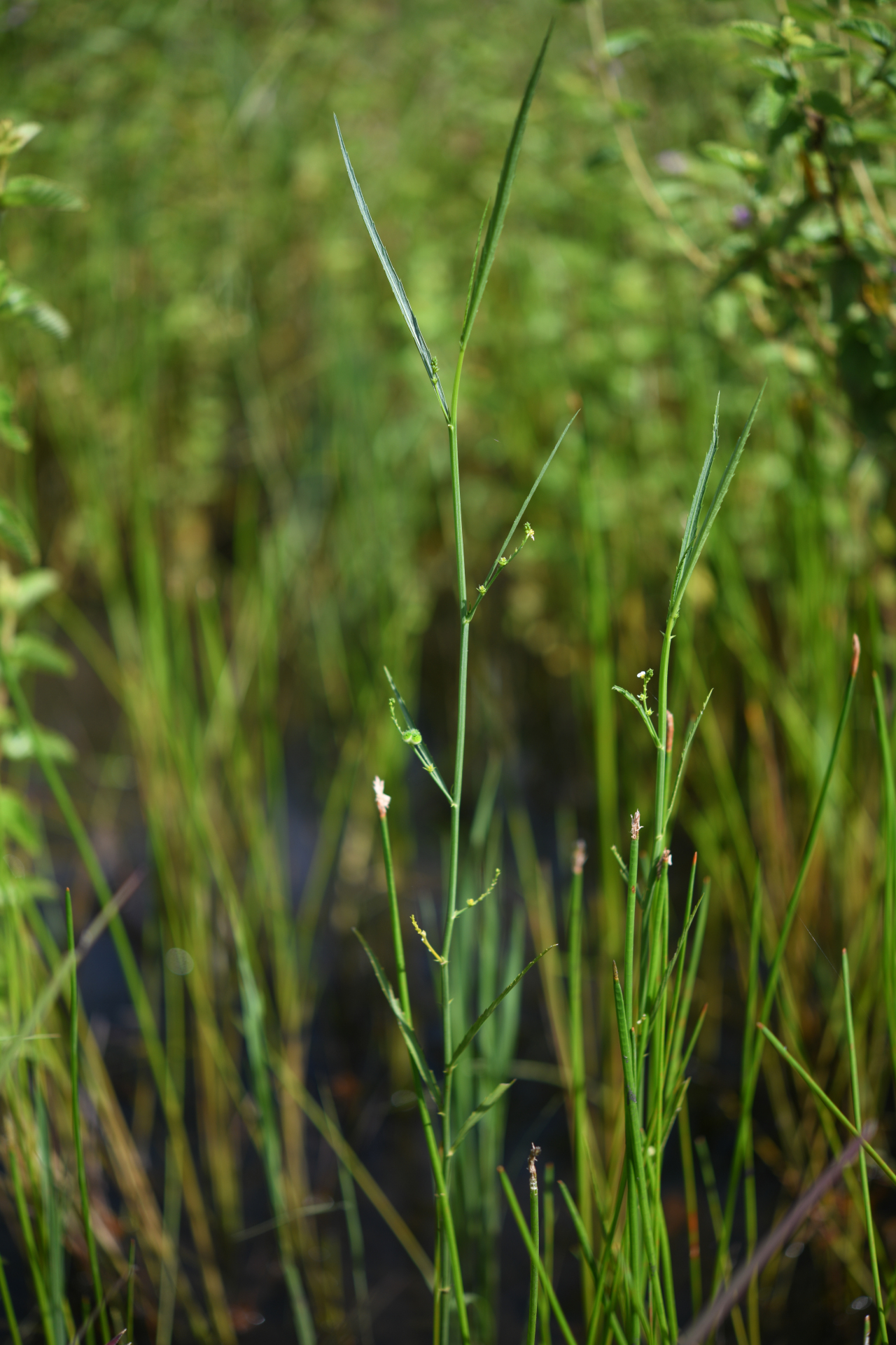 Caperonia stenophylla Müll.Arg. - Photo Bivouac Naturaliste