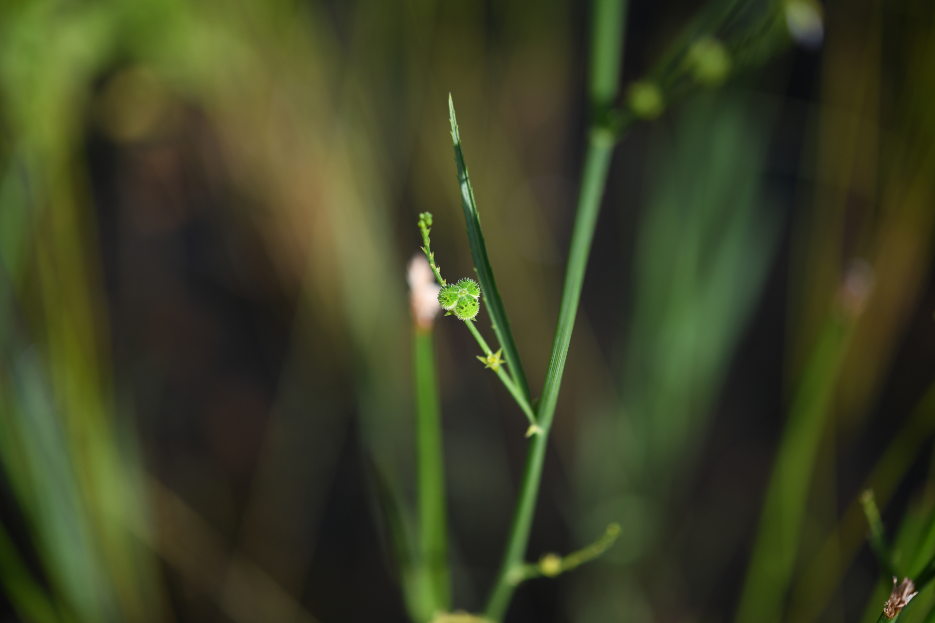 Caperonia stenophylla Müll.Arg. - Photo Bivouac Naturaliste