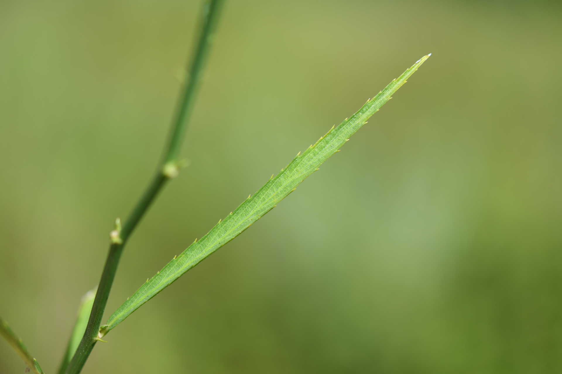 Caperonia stenophylla Müll.Arg. - Photo Bivouac Naturaliste
