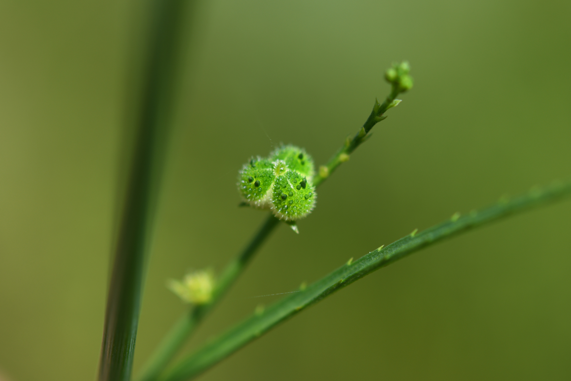 Caperonia stenophylla Müll.Arg. - Photo Bivouac Naturaliste