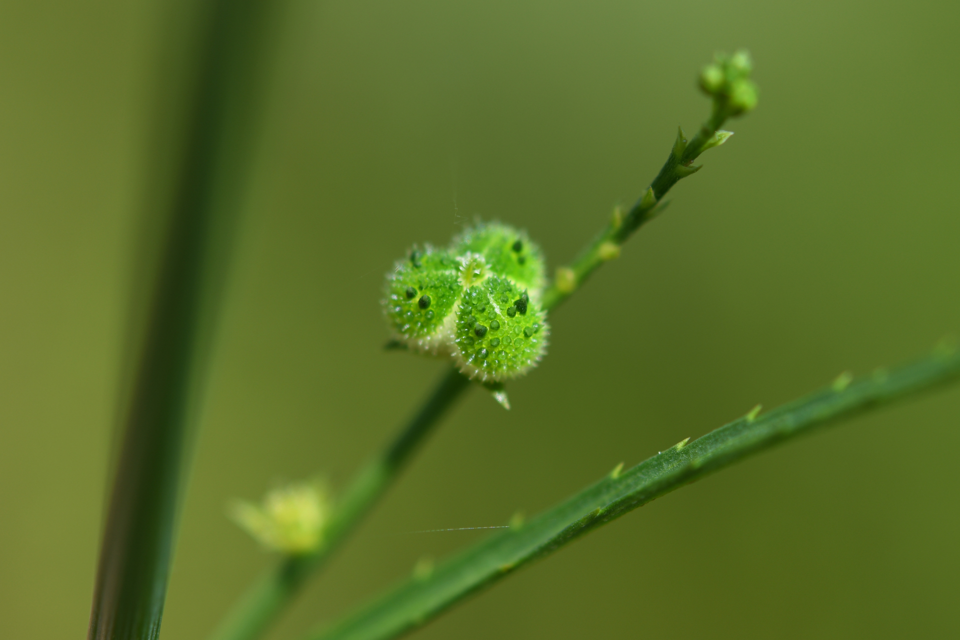 Caperonia stenophylla Müll.Arg. - Photo Bivouac Naturaliste