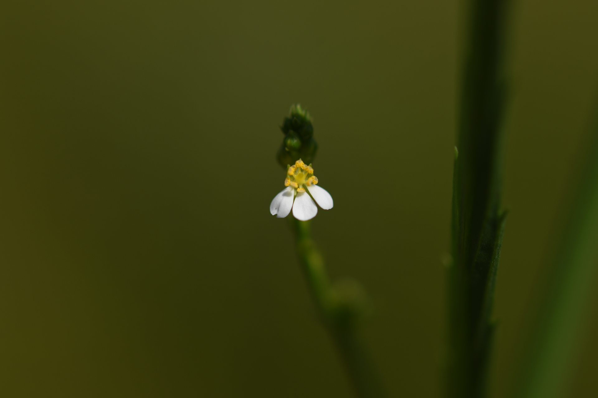 Caperonia stenophylla Müll.Arg. - Photo Bivouac Naturaliste