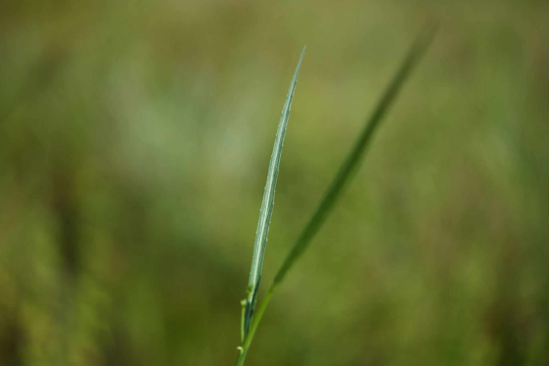 Caperonia stenophylla Müll.Arg. - Photo Bivouac Naturaliste