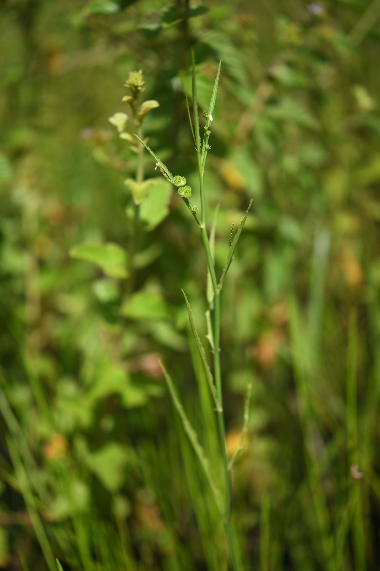 Caperonia stenophylla Müll.Arg. - Photo Bivouac Naturaliste