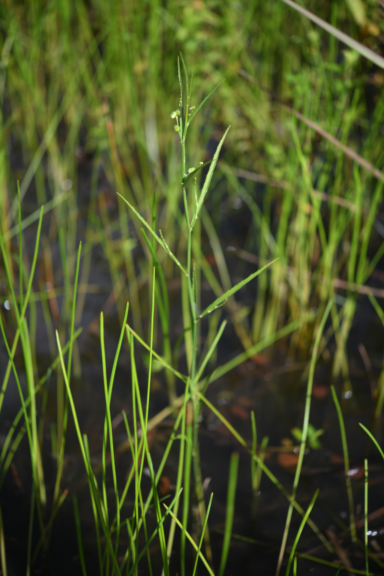 Caperonia stenophylla Müll.Arg. - Photo Bivouac Naturaliste