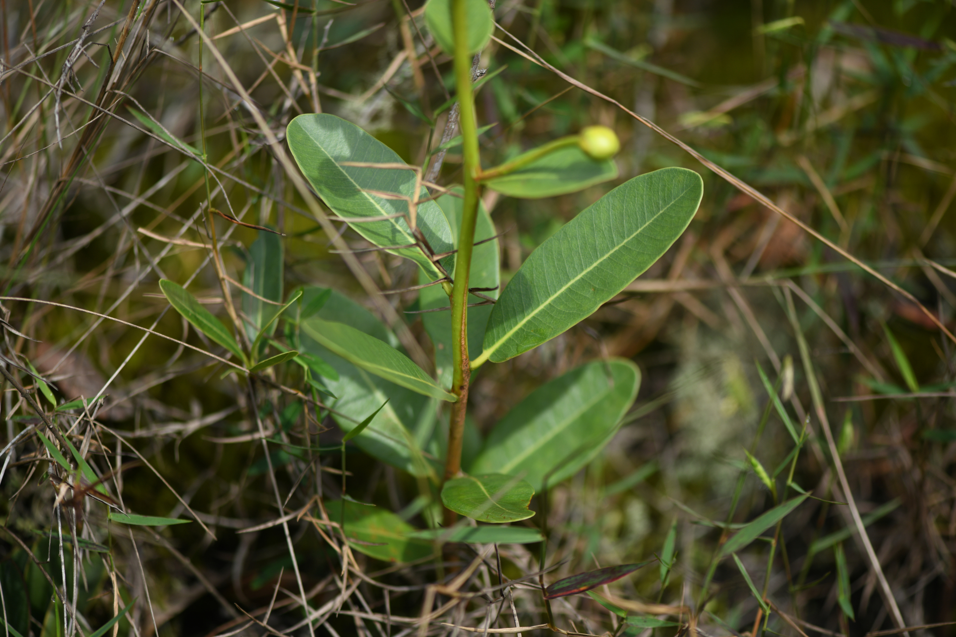 Kielmeyera variabilis subsp. variabilis - Photo Bivouac Naturaliste