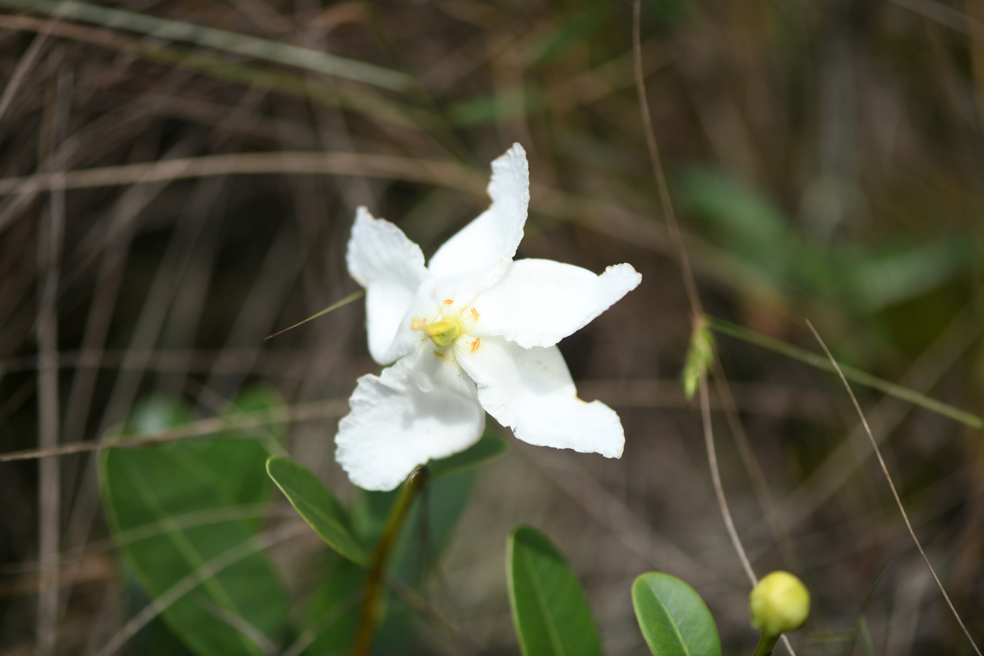 Kielmeyera variabilis subsp. variabilis - Photo Bivouac Naturaliste