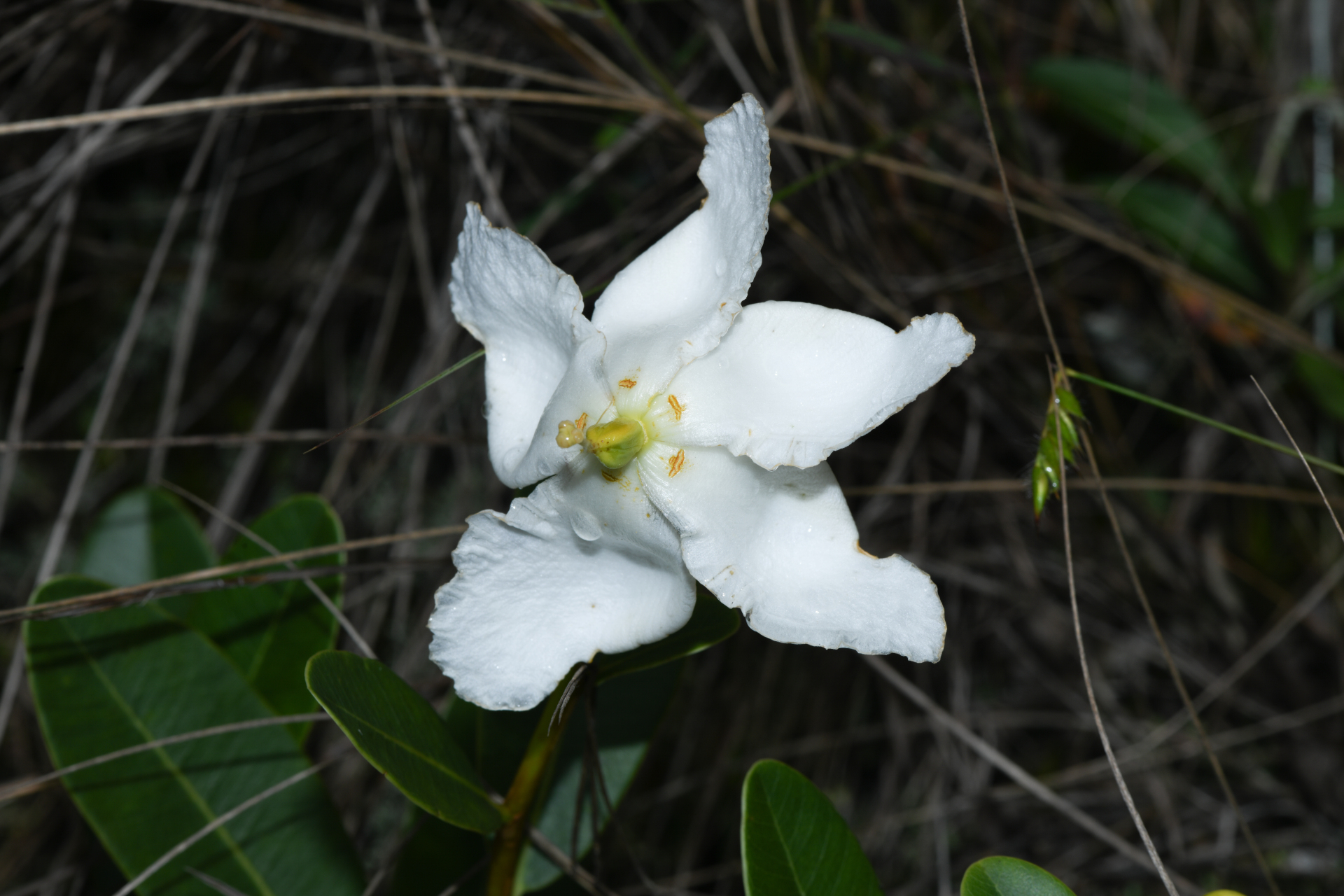 Kielmeyera variabilis subsp. variabilis - Photo Bivouac Naturaliste