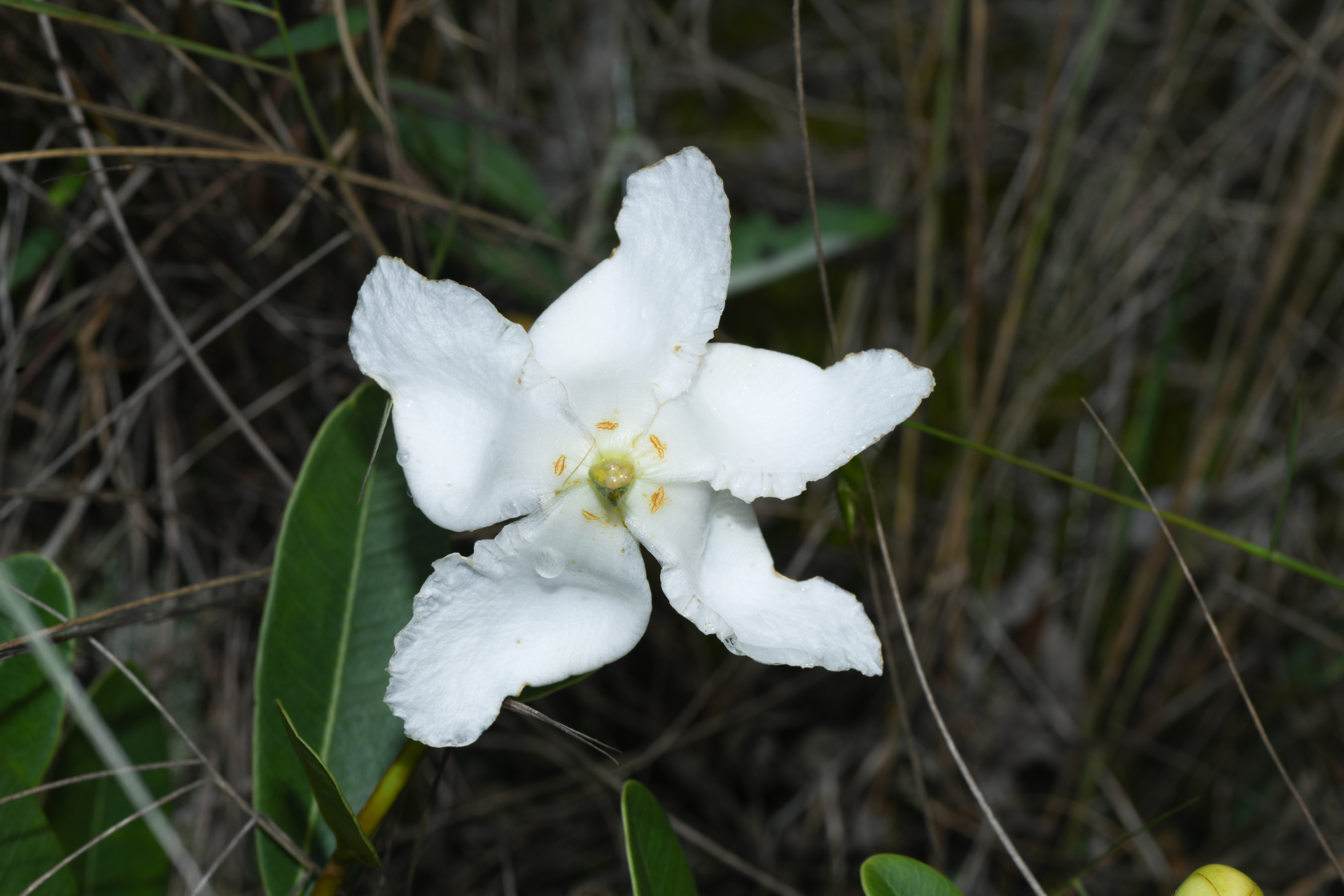 Kielmeyera variabilis subsp. variabilis - Photo Bivouac Naturaliste