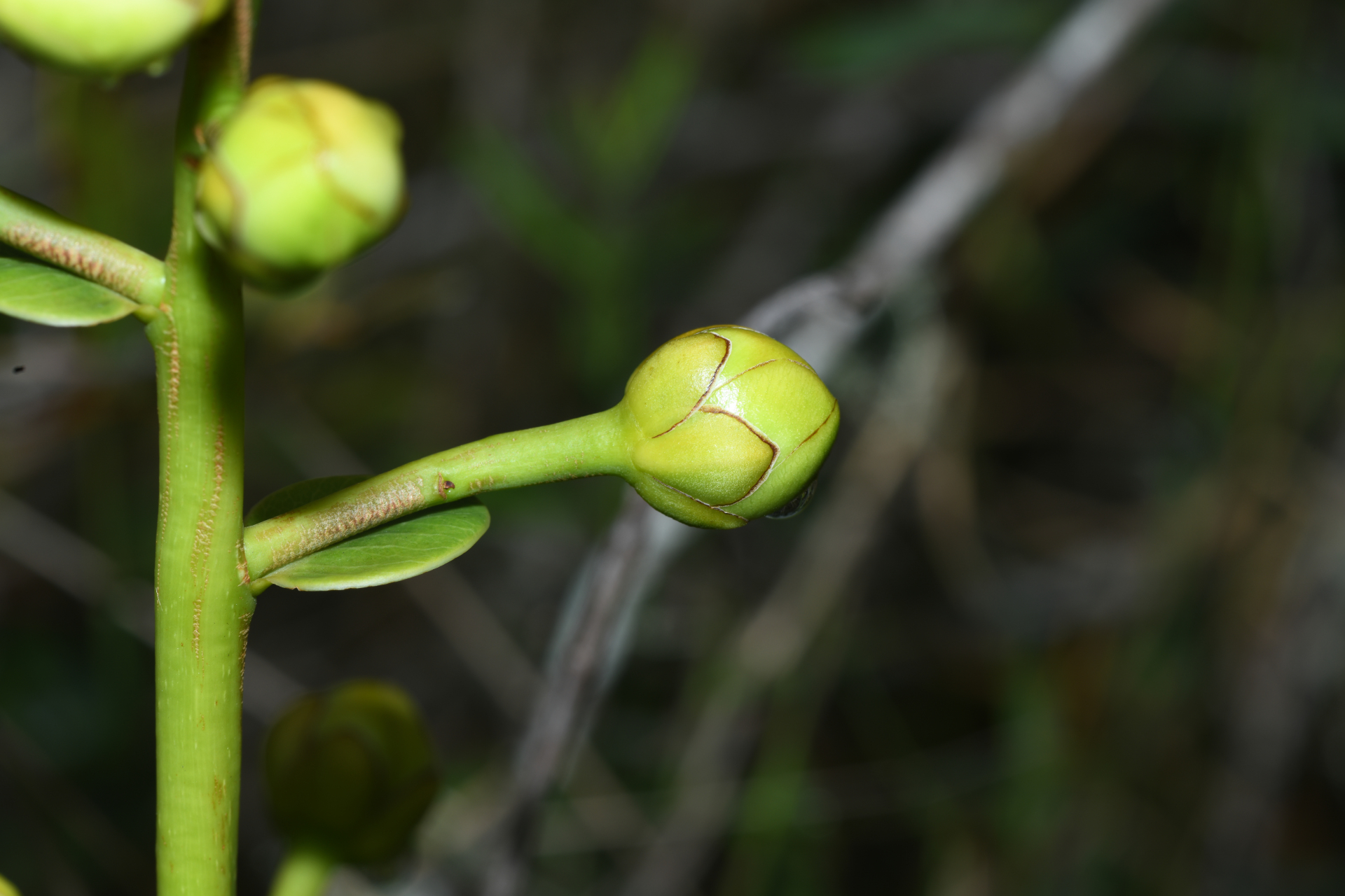 Kielmeyera variabilis subsp. variabilis - Photo Bivouac Naturaliste