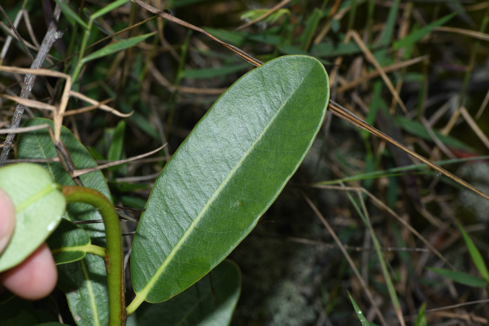 Kielmeyera variabilis subsp. variabilis - Photo Bivouac Naturaliste