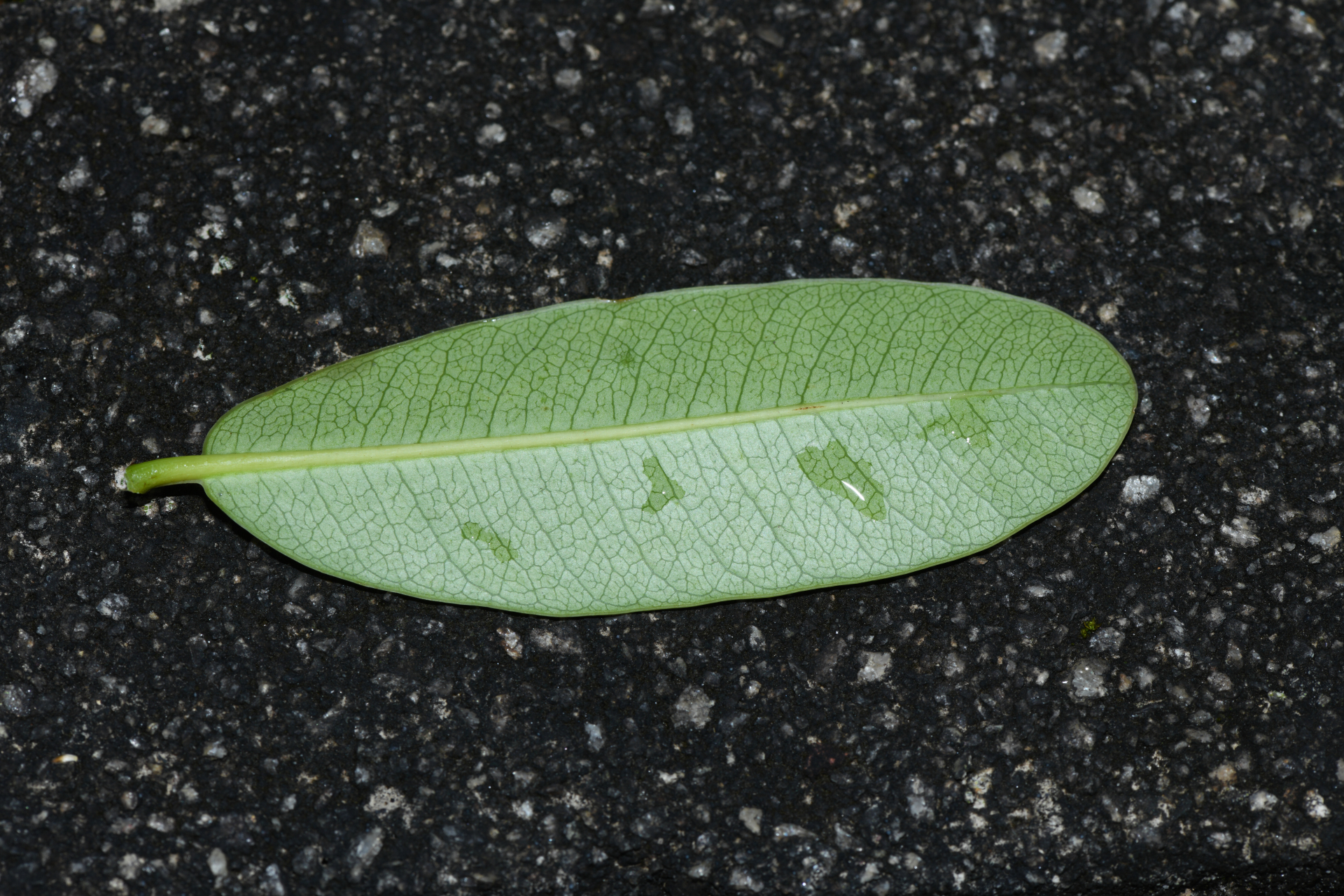 Kielmeyera variabilis subsp. variabilis - Photo Bivouac Naturaliste