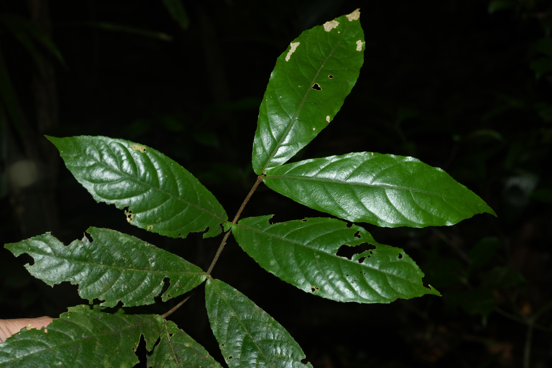 Rinorea neglecta Sandwith - Photo Bivouac Naturaliste