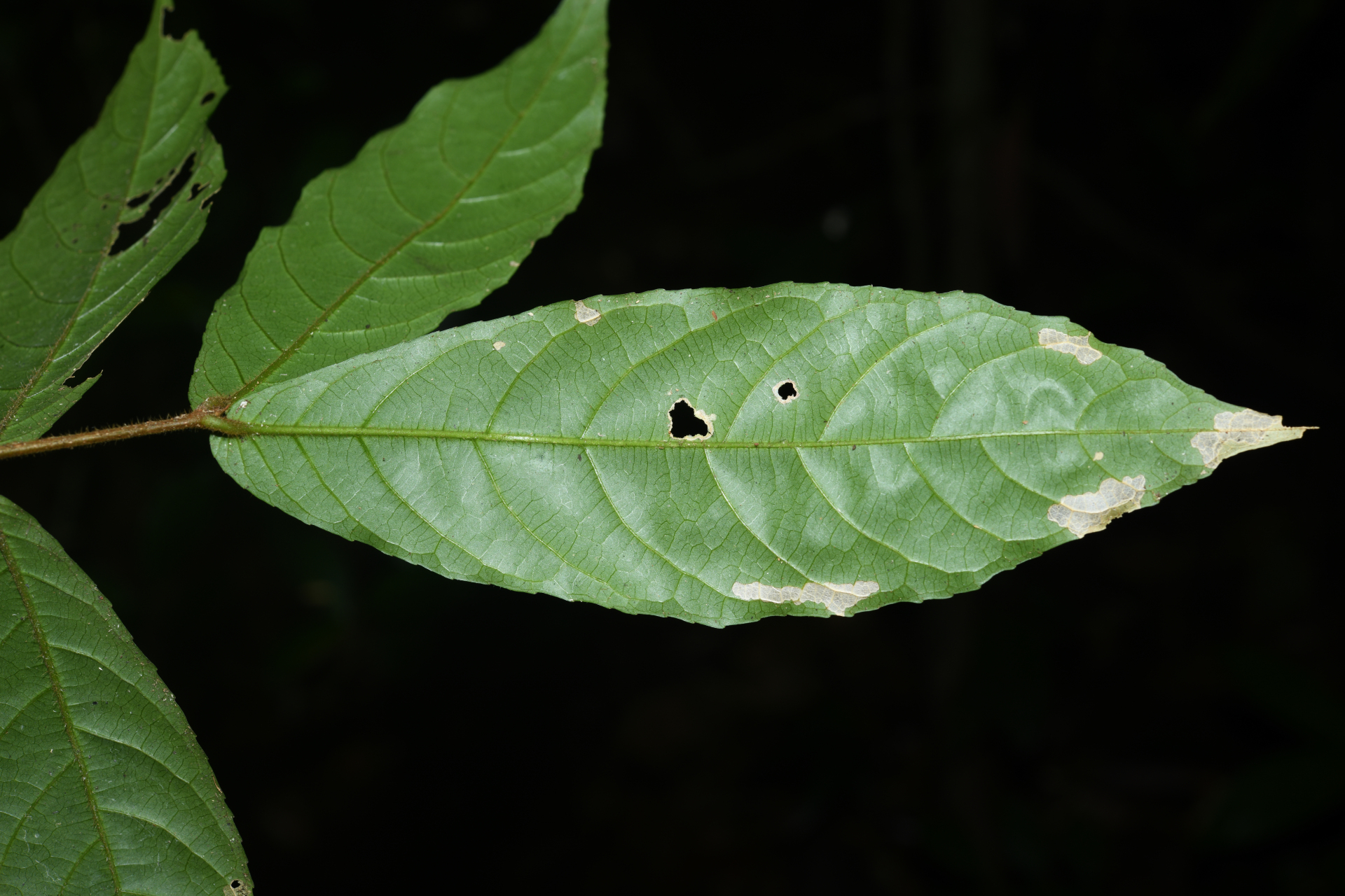 Rinorea neglecta Sandwith - Photo Bivouac Naturaliste