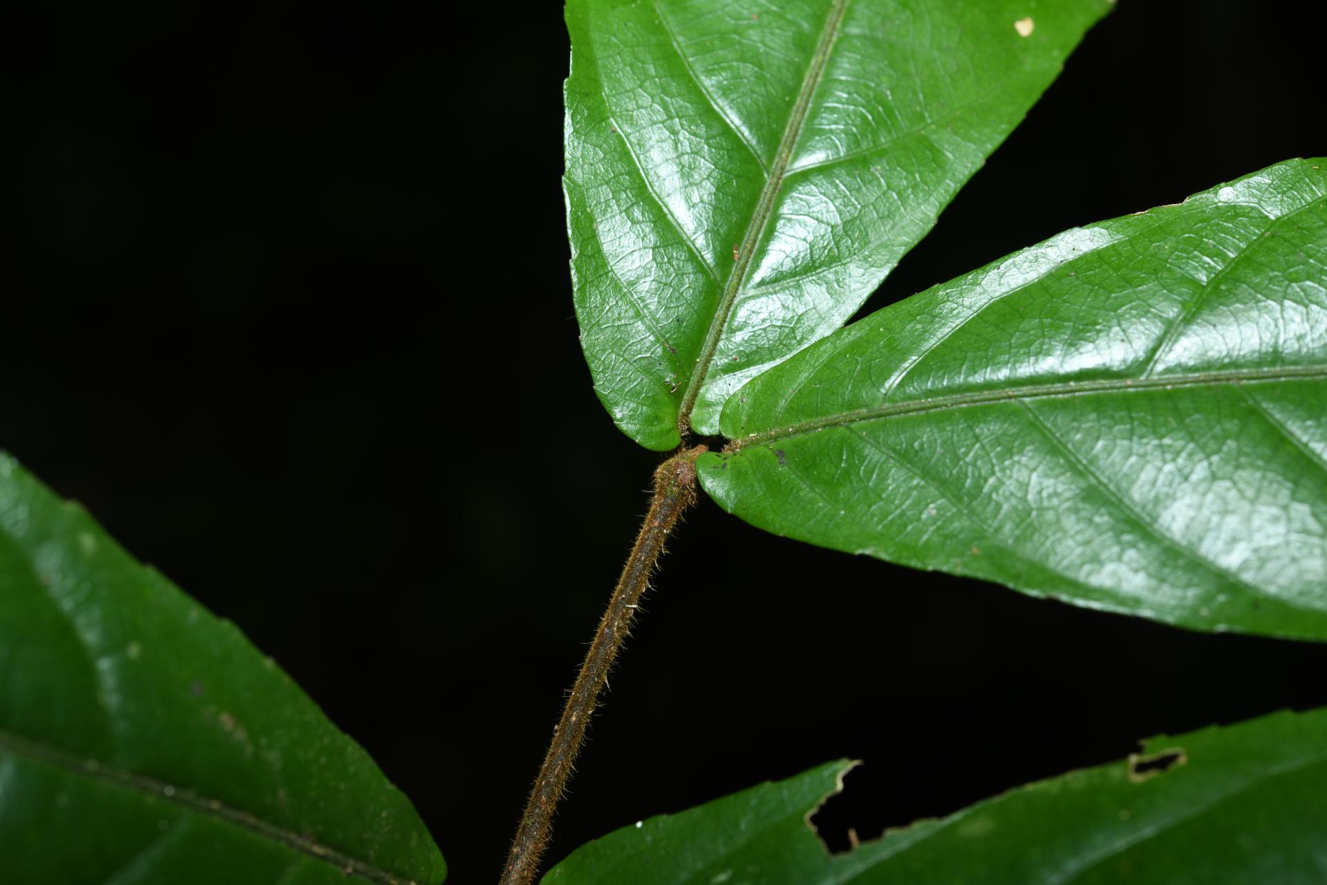Rinorea neglecta Sandwith - Photo Bivouac Naturaliste