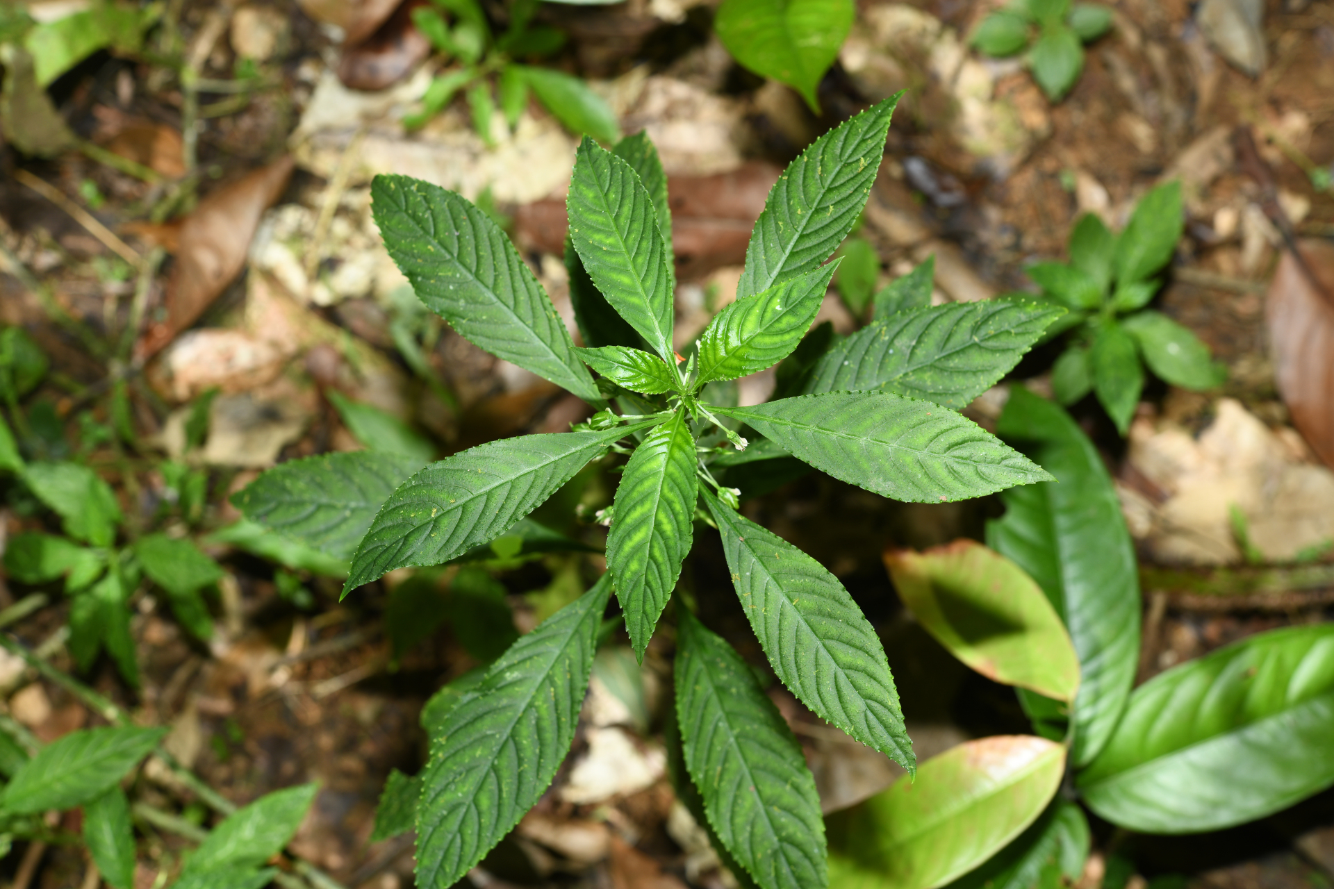 Noisettia orchidiflora (Rudge) Ging. - Photo Bivouac Naturaliste