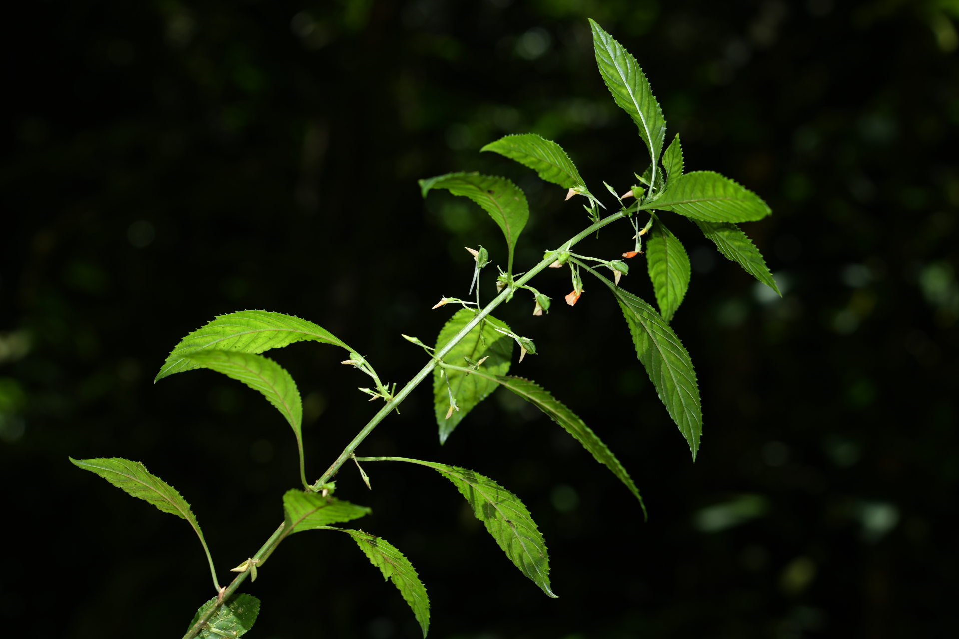 Noisettia orchidiflora (Rudge) Ging. - Photo Bivouac Naturaliste
