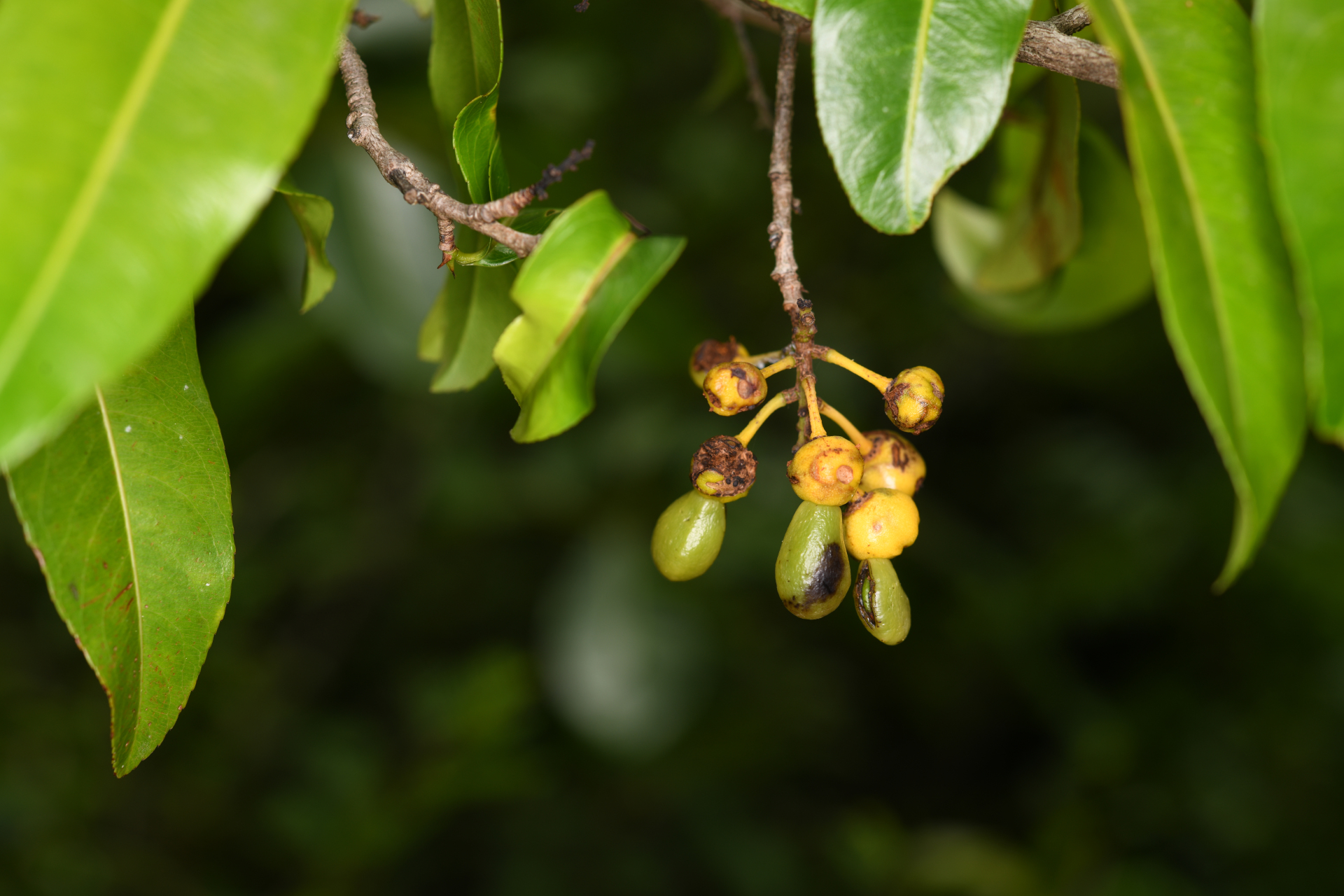 Ouratea guildingii (Planch.) Urb. - Photo Bivouac Naturaliste