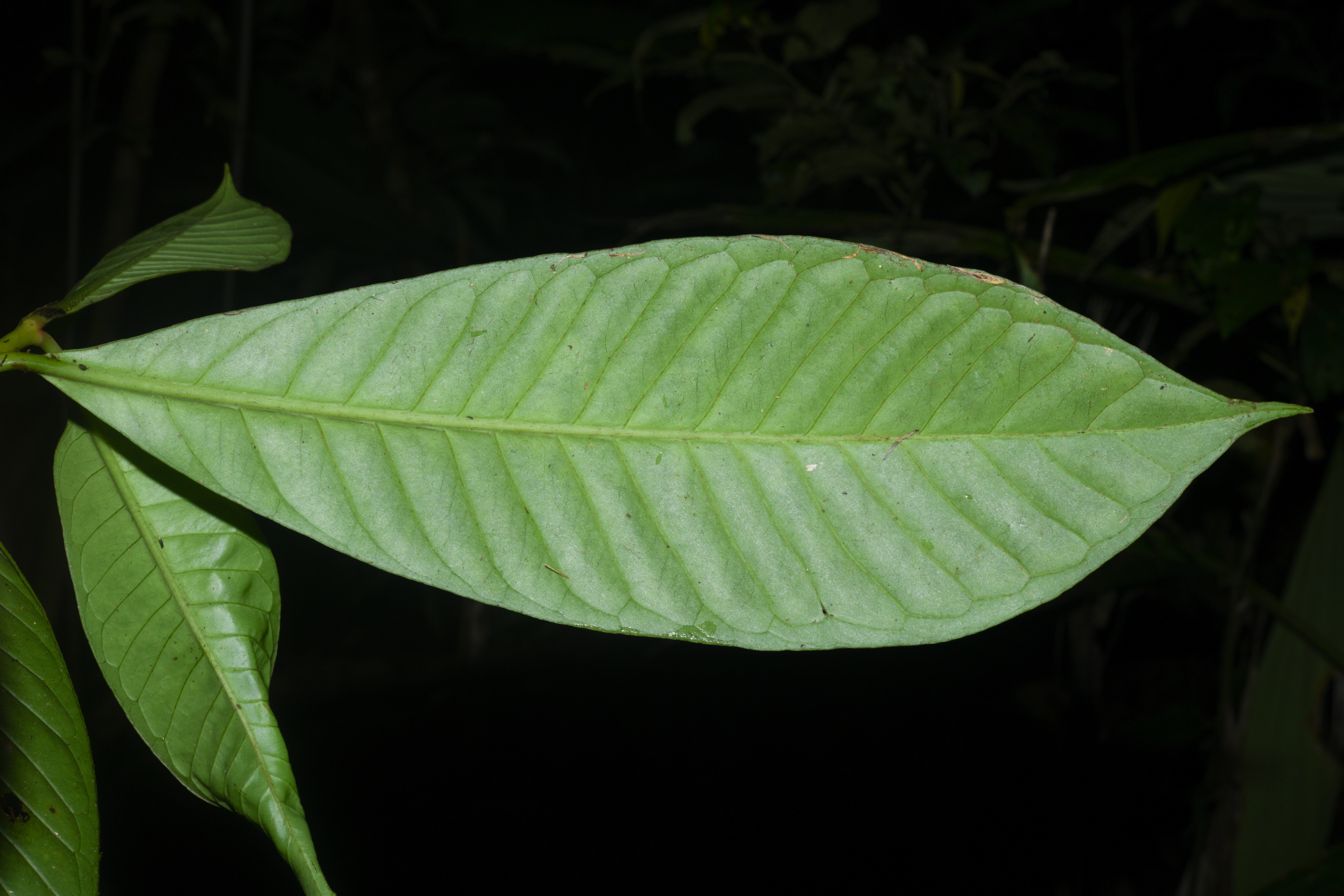 Chrysochlamys membranacea Planch. & Triana - Photo Bivouac Naturaliste