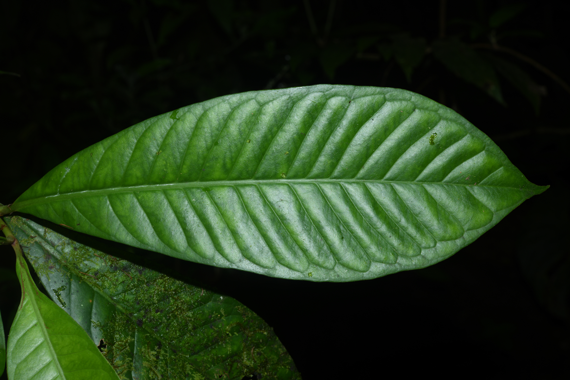 Chrysochlamys membranacea Planch. & Triana - Photo Bivouac Naturaliste