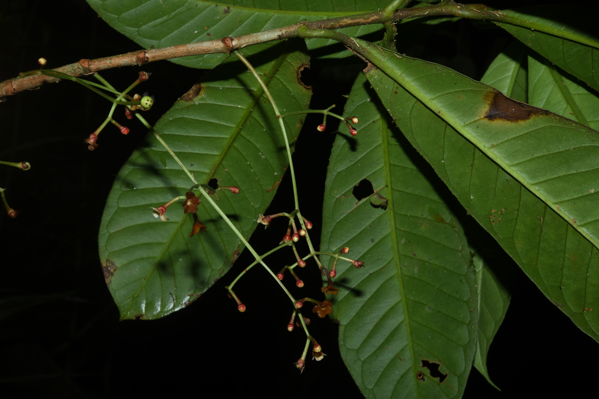 Chrysochlamys membranacea Planch. & Triana - Photo Bivouac Naturaliste