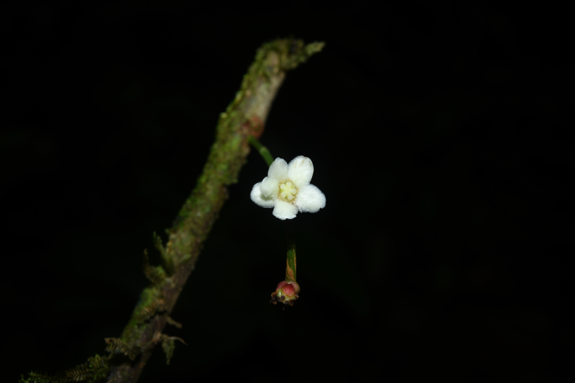 Chrysochlamys membranacea Planch. & Triana - Photo Bivouac Naturaliste