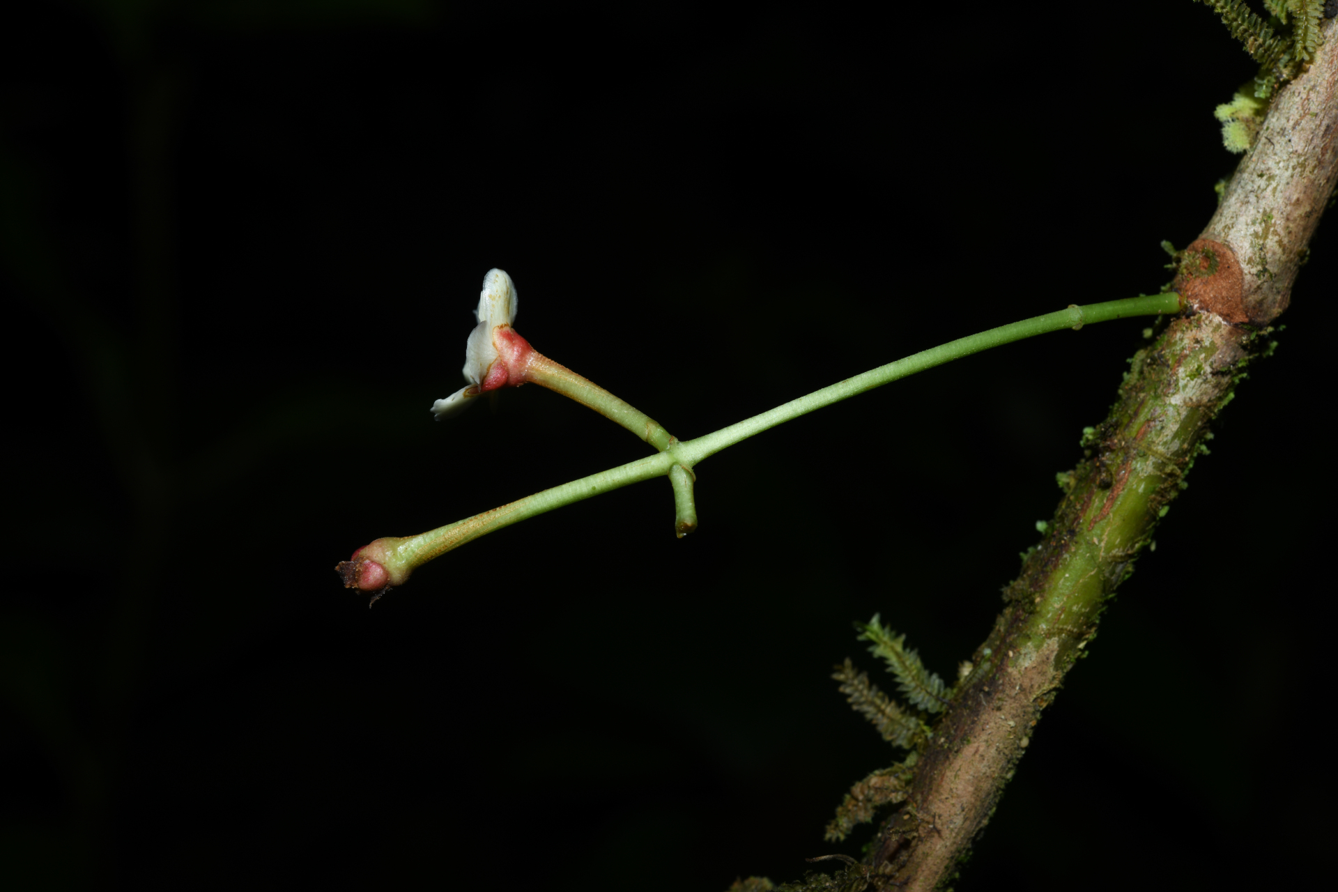 Chrysochlamys membranacea Planch. & Triana - Photo Bivouac Naturaliste