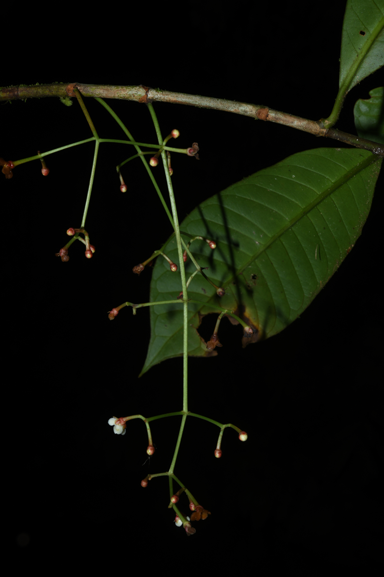 Chrysochlamys membranacea Planch. & Triana - Photo Bivouac Naturaliste