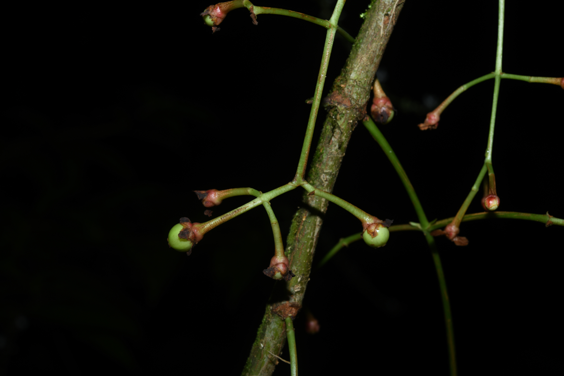 Chrysochlamys membranacea Planch. & Triana - Photo Bivouac Naturaliste