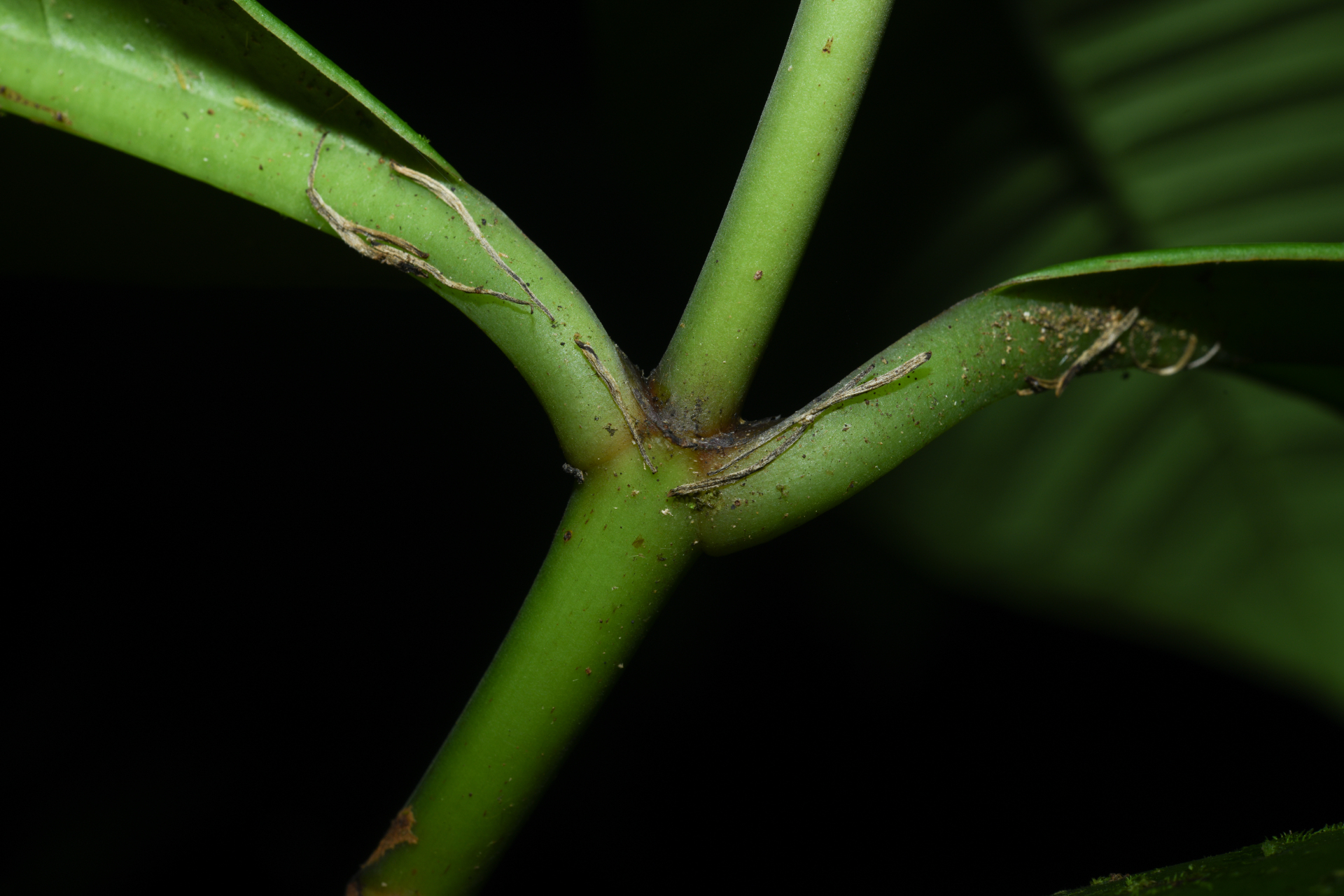 Chrysochlamys membranacea Planch. & Triana - Photo Bivouac Naturaliste