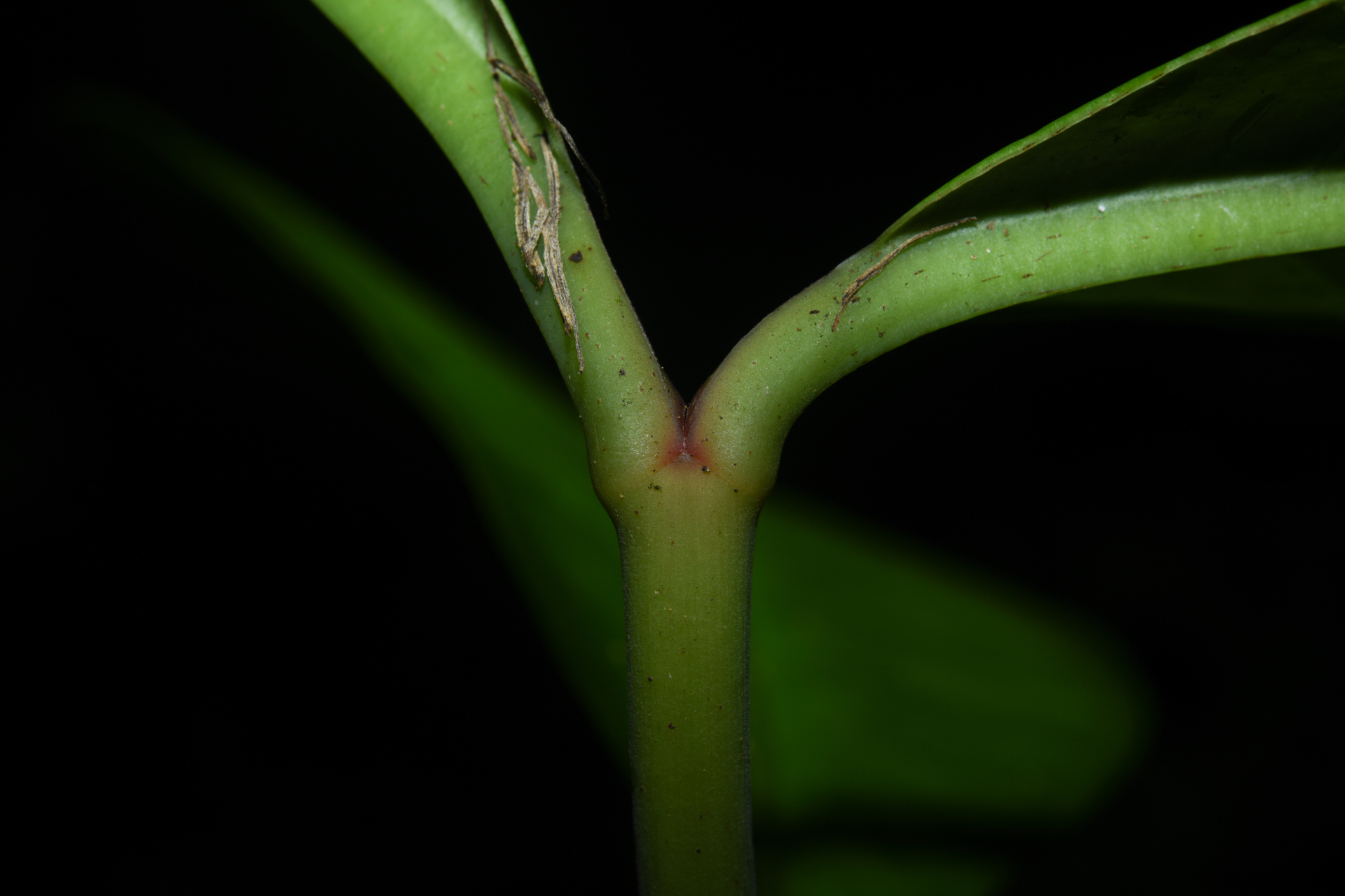 Chrysochlamys membranacea Planch. & Triana - Photo Bivouac Naturaliste