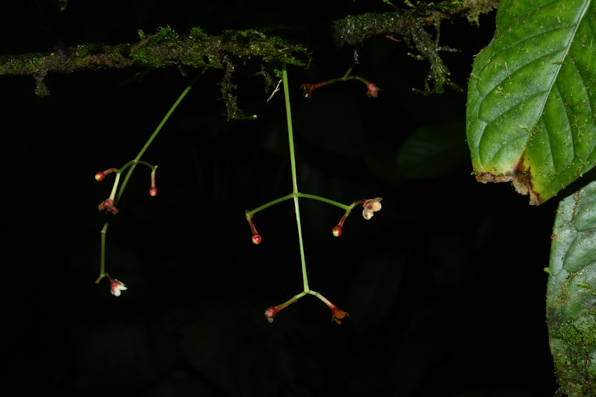 Chrysochlamys membranacea Planch. & Triana - Photo Bivouac Naturaliste