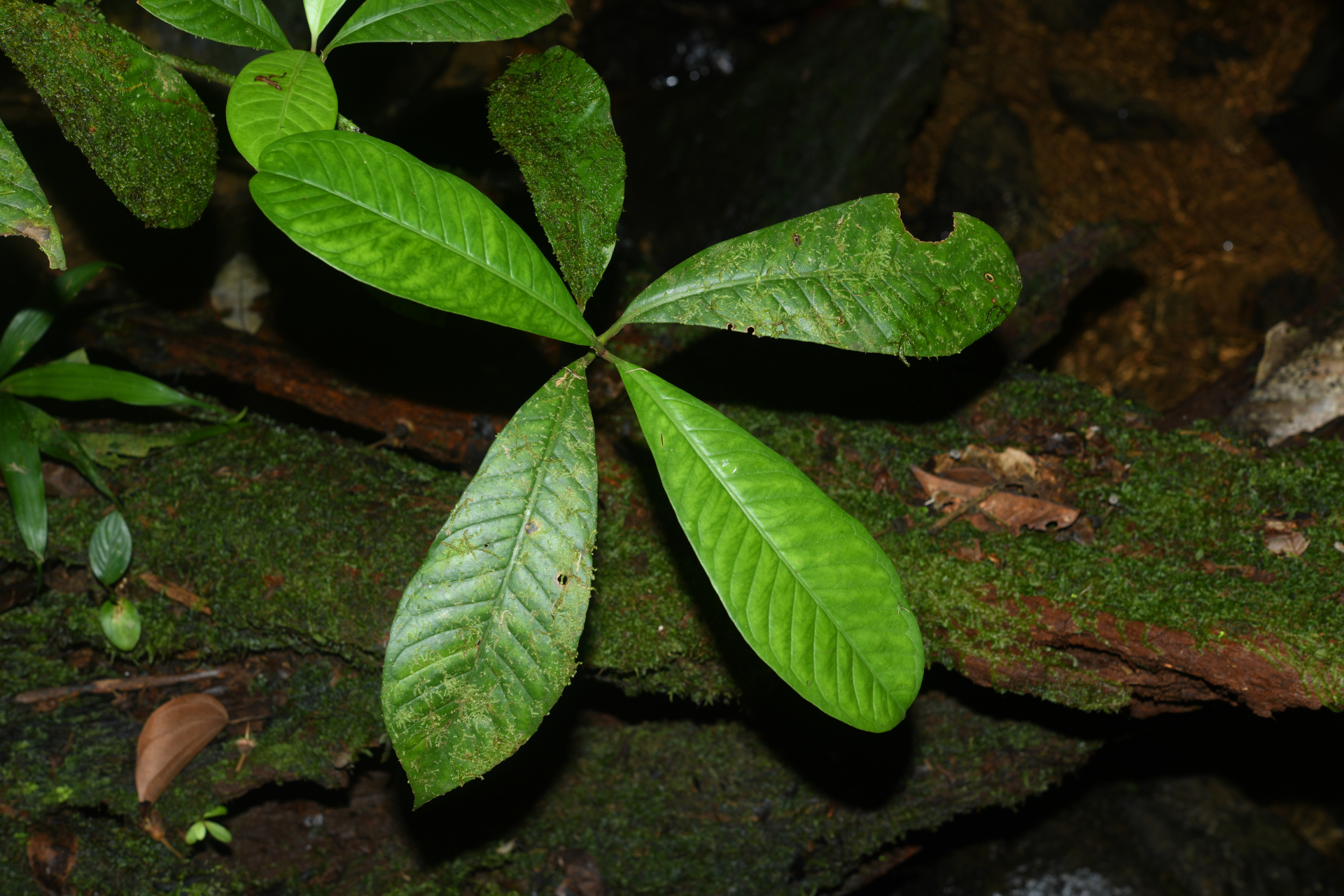Chrysochlamys membranacea Planch. & Triana - Photo Bivouac Naturaliste