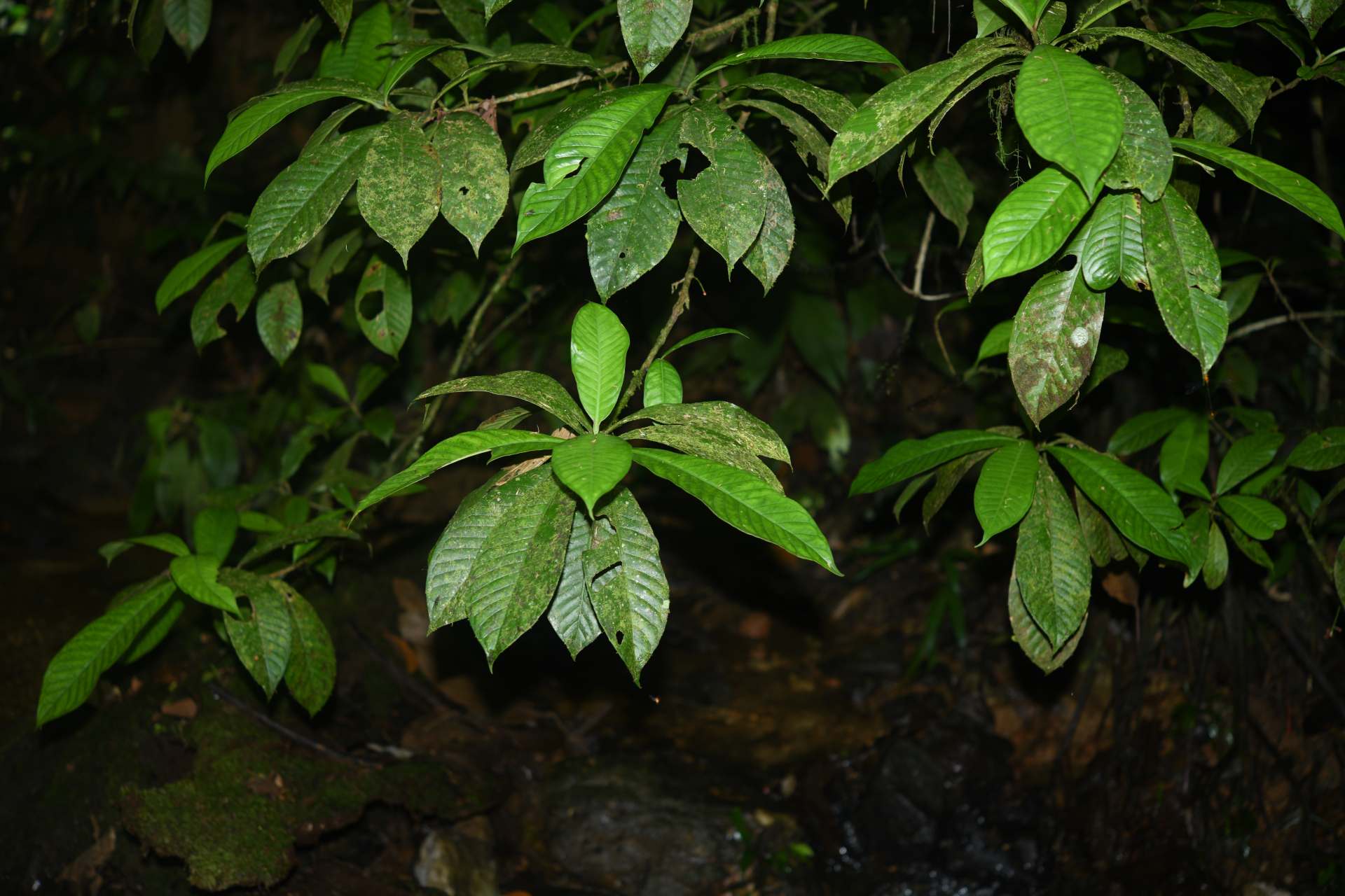 Chrysochlamys membranacea Planch. & Triana - Photo Bivouac Naturaliste