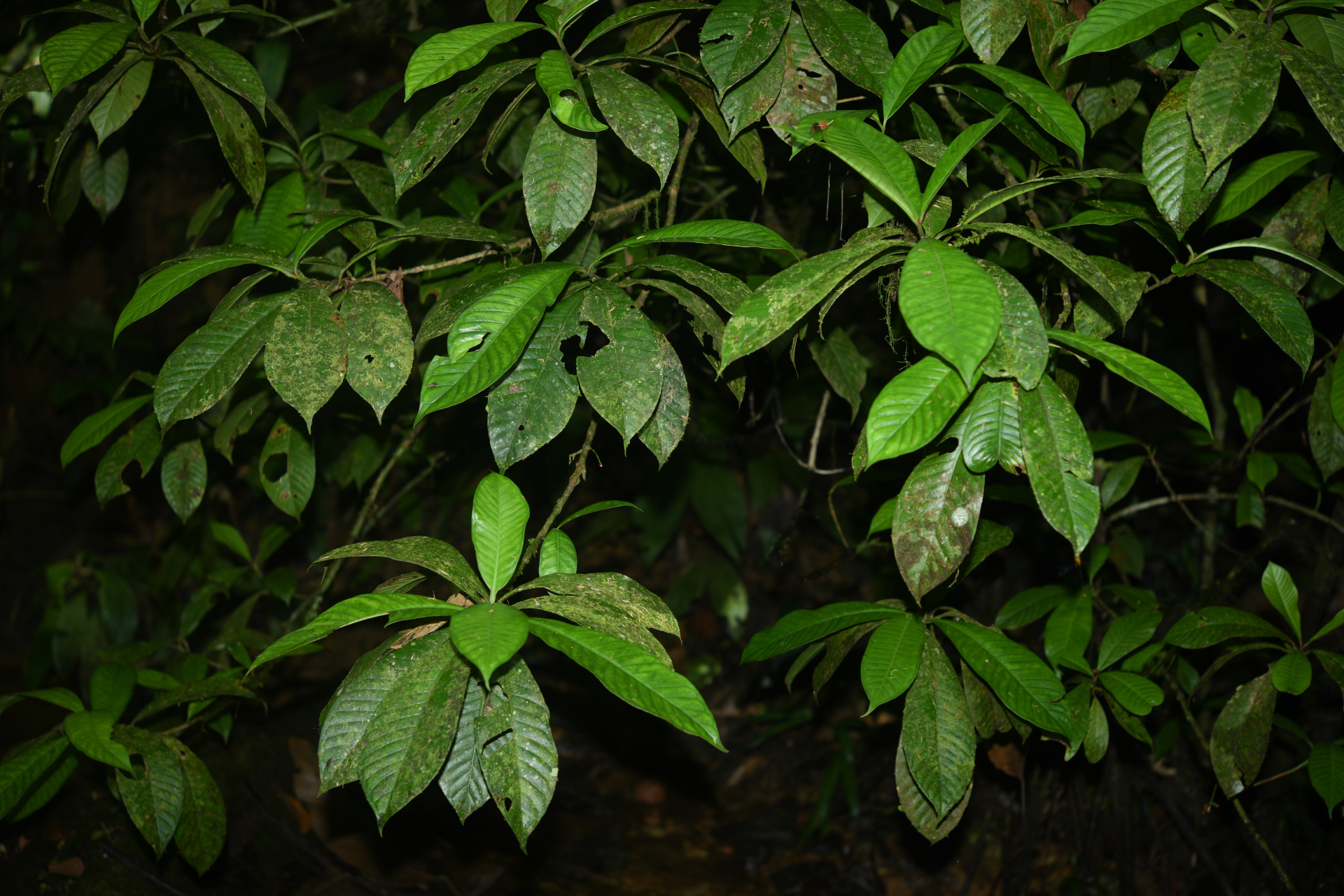 Chrysochlamys membranacea Planch. & Triana - Photo Bivouac Naturaliste