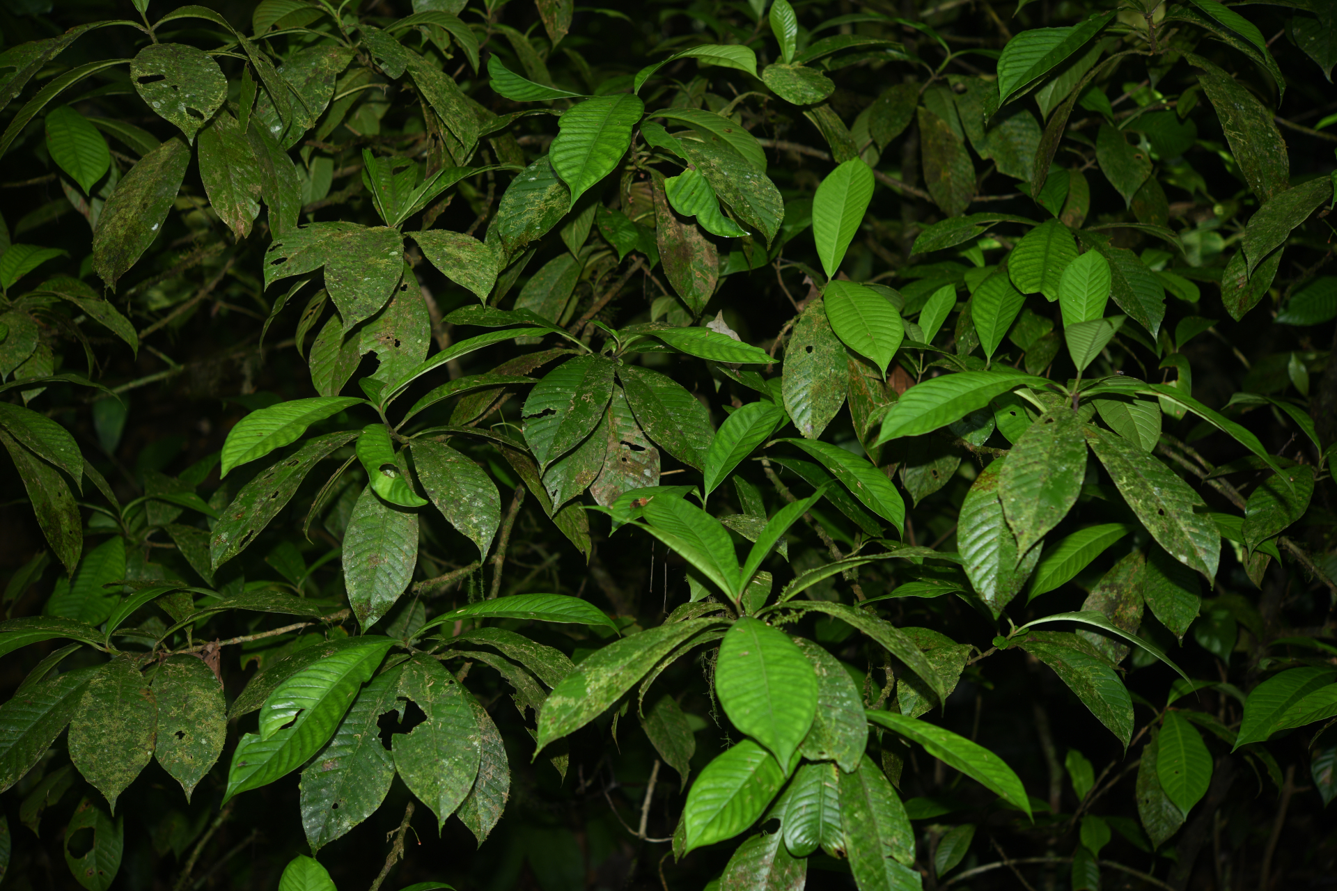 Chrysochlamys membranacea Planch. & Triana - Photo Bivouac Naturaliste