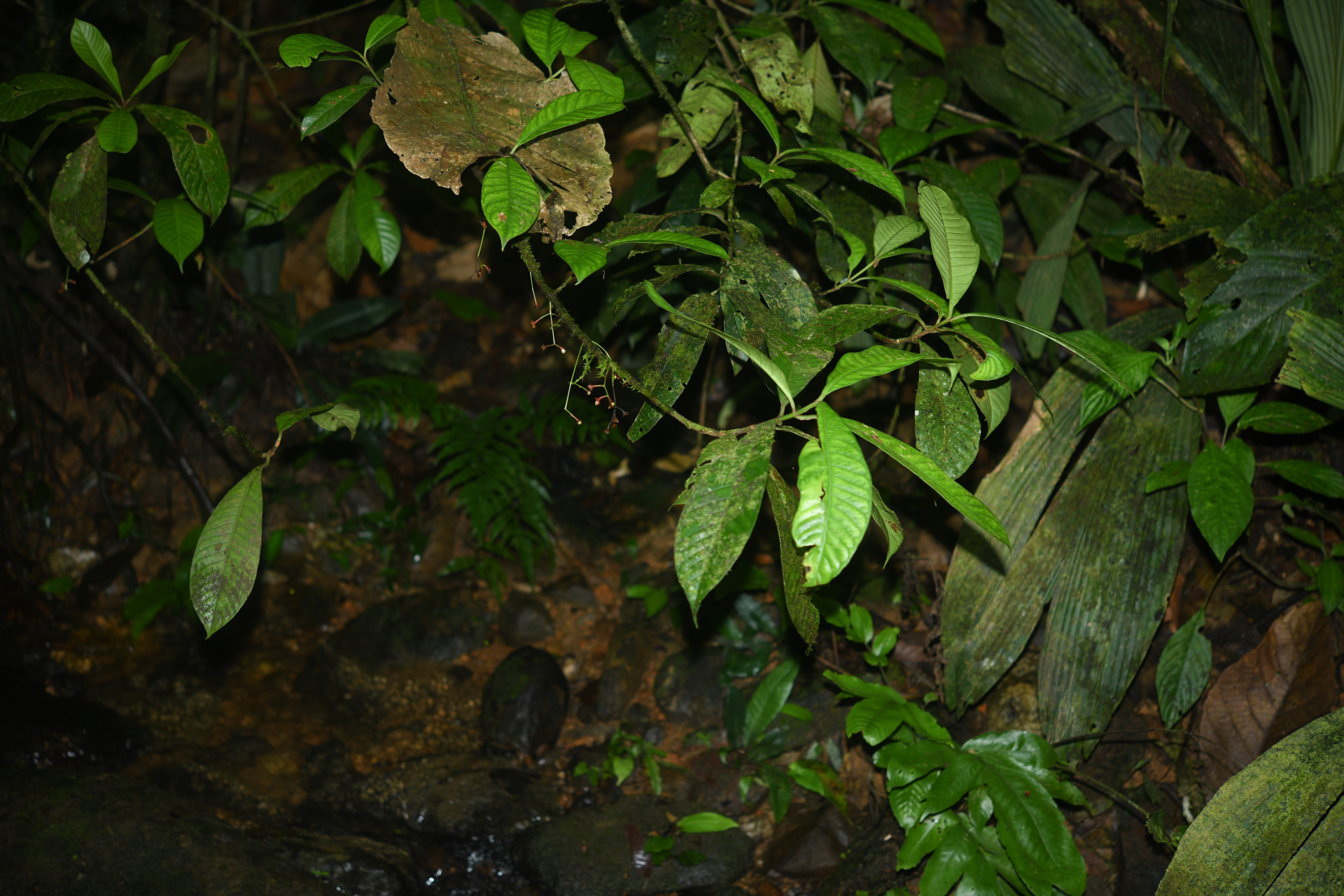 Chrysochlamys membranacea Planch. & Triana - Photo Bivouac Naturaliste