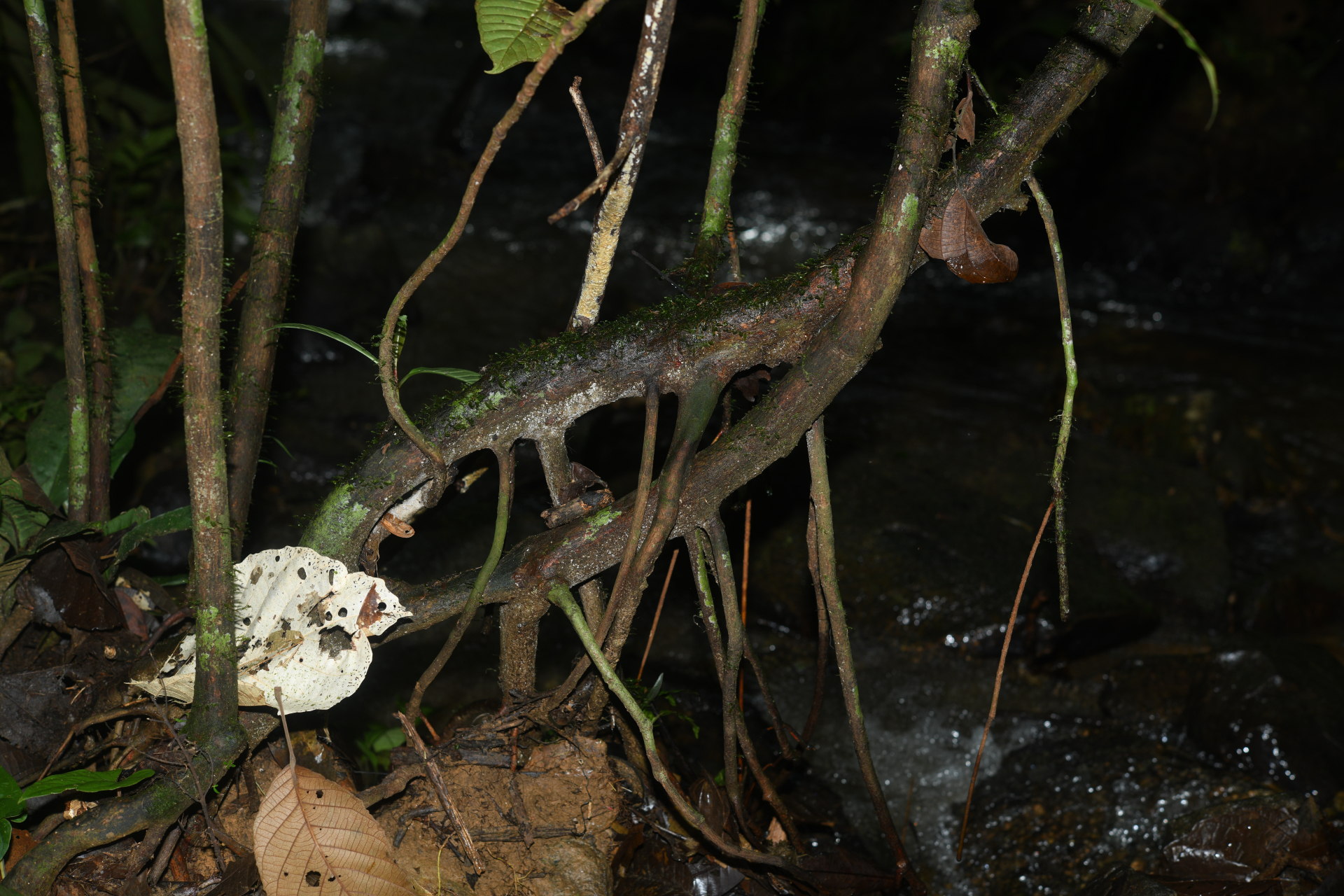 Chrysochlamys membranacea Planch. & Triana - Photo Bivouac Naturaliste