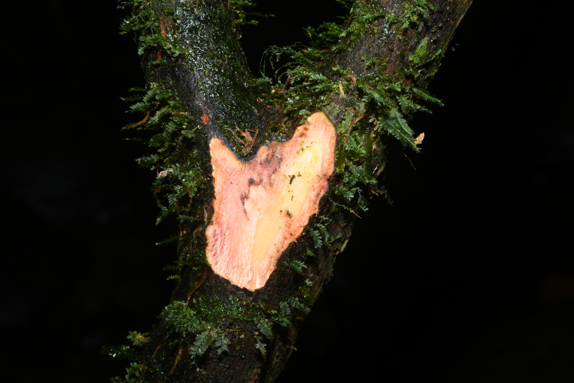 Chrysochlamys membranacea Planch. & Triana - Photo Bivouac Naturaliste