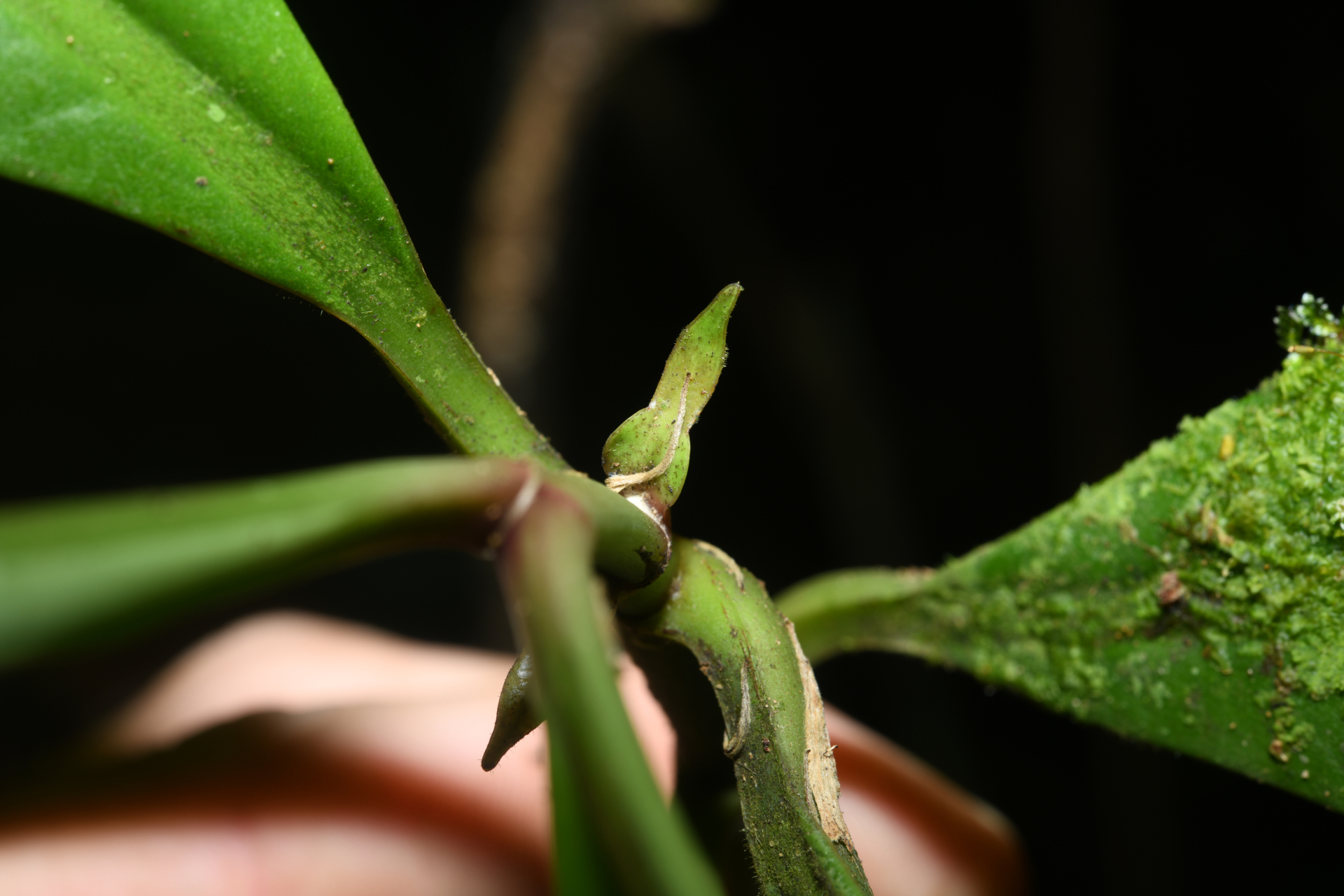 Chrysochlamys membranacea Planch. & Triana - Photo Bivouac Naturaliste