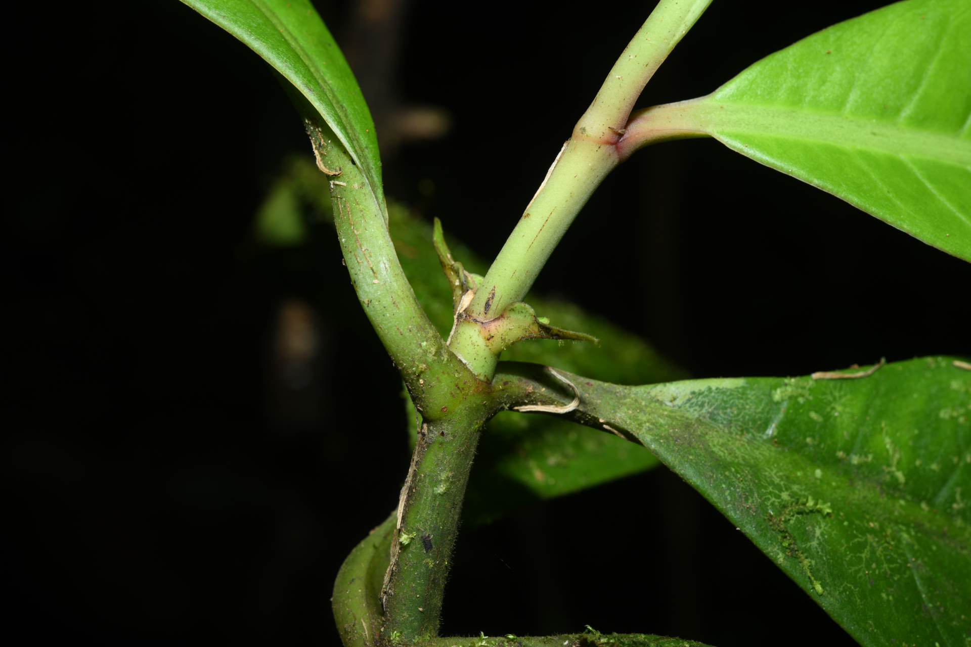 Chrysochlamys membranacea Planch. & Triana - Photo Bivouac Naturaliste