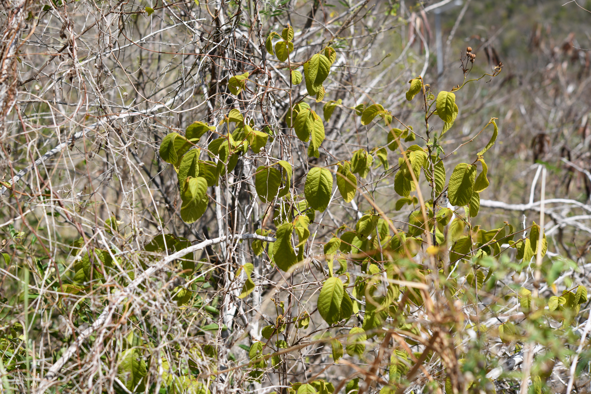 Casearia dodecandra (Jacq.) T.Samar. & M.H.Alford - Photo Bivouac Naturaliste