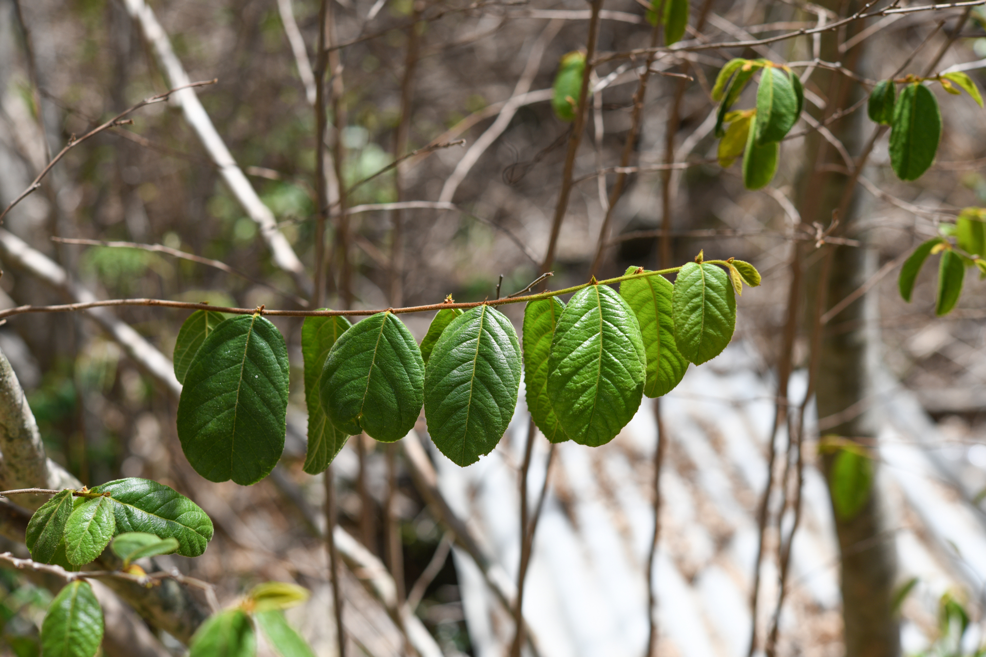 Casearia dodecandra (Jacq.) T.Samar. & M.H.Alford - Photo Bivouac Naturaliste
