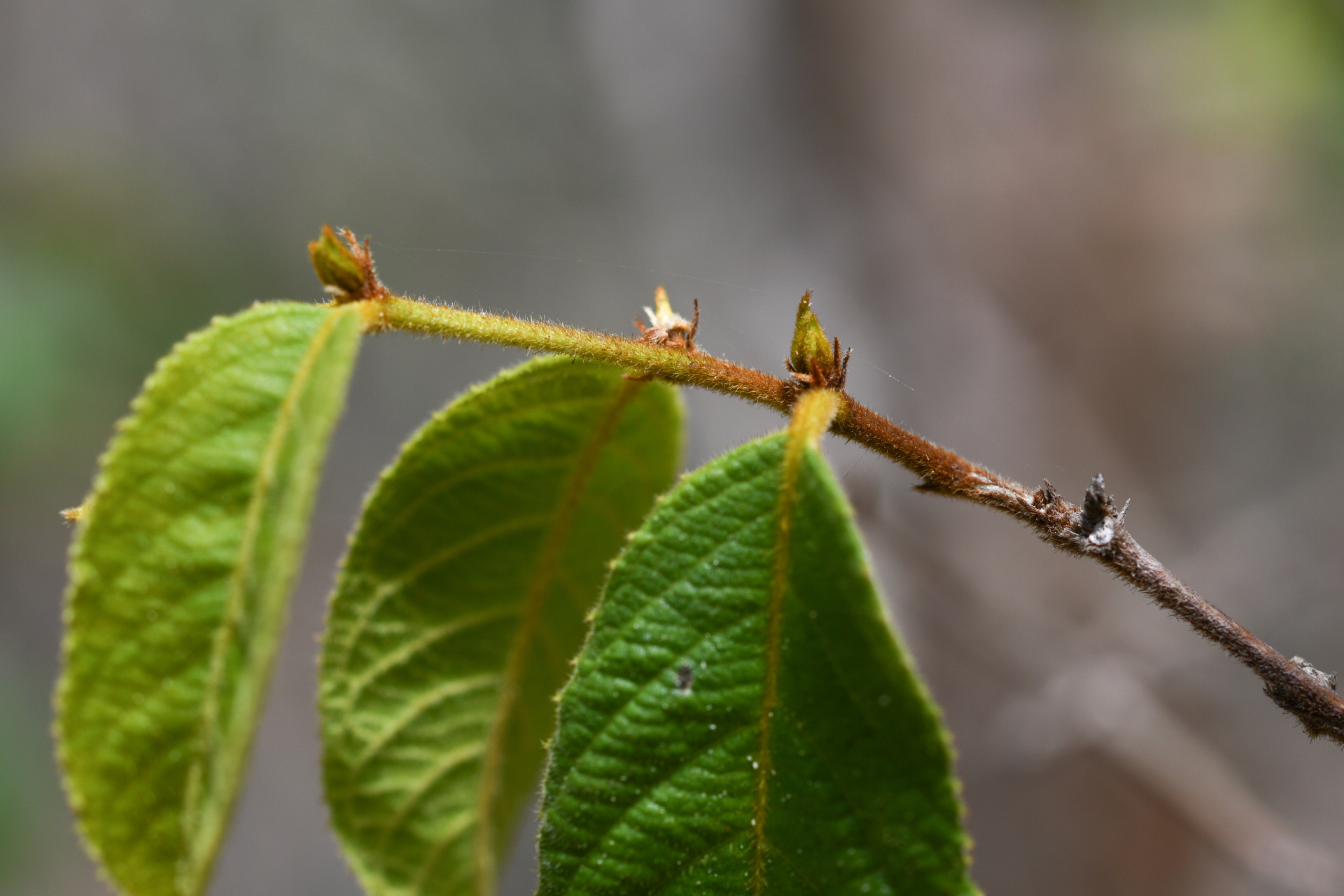 Casearia dodecandra (Jacq.) T.Samar. & M.H.Alford - Photo Bivouac Naturaliste