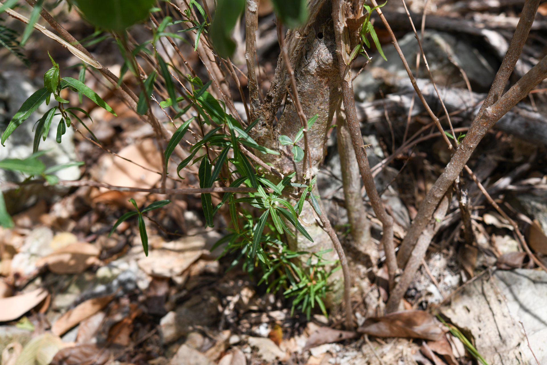 Casearia dodecandra (Jacq.) T.Samar. & M.H.Alford - Photo Bivouac Naturaliste